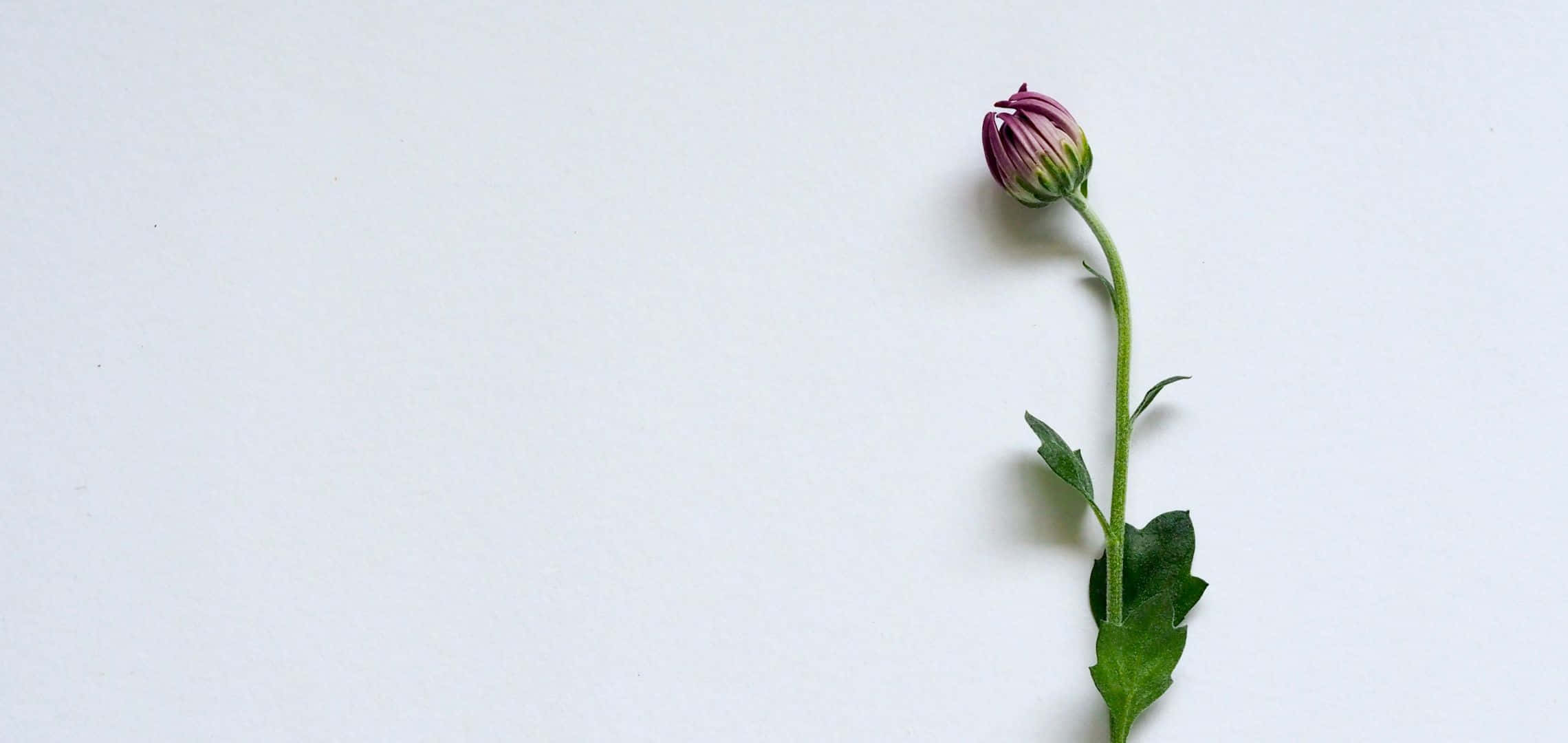 2280x1080 桌布 壁紙 — 一朵紫色花蕾，長在綠色莖上，帶有葉子，襯在純白背景上。