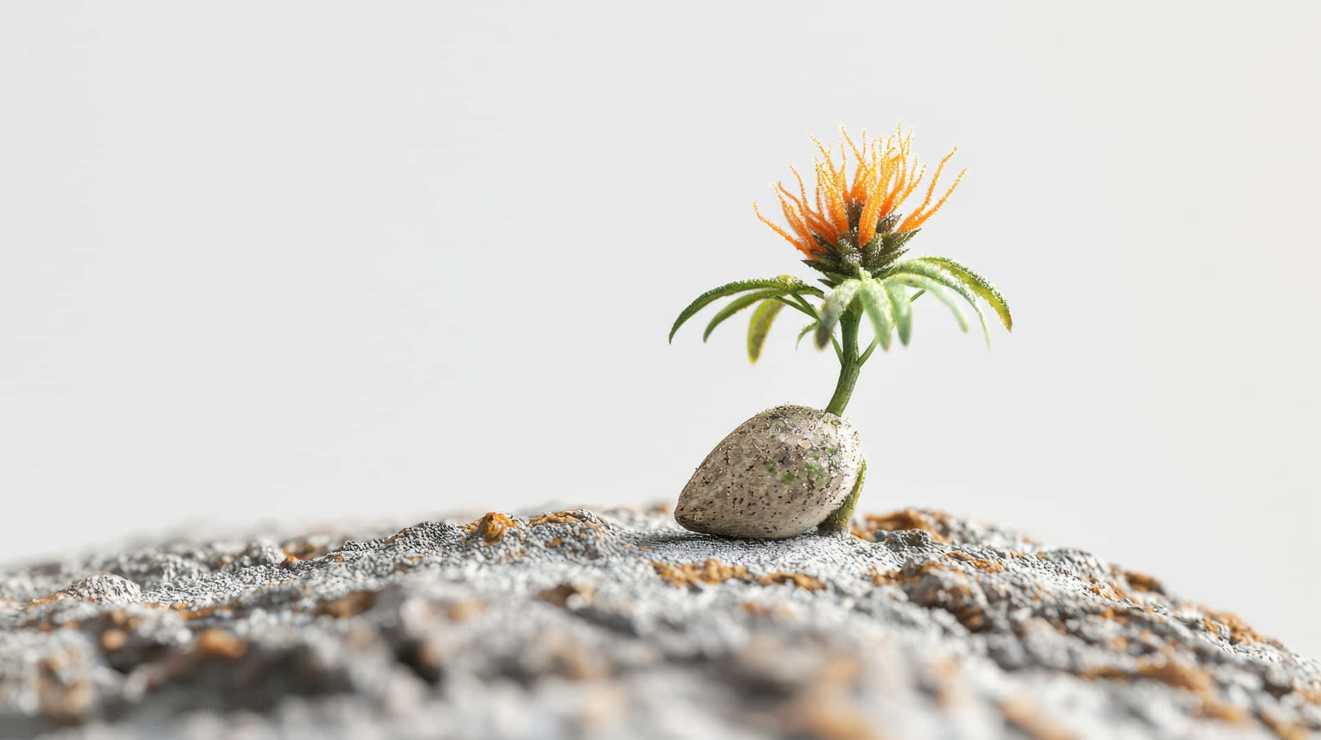 Small Plant Growing from a Rock 壁紙 — 一朵細小的橙色花朵，帶有尖刺花瓣和綠色葉子，從一塊有斑點的石頭上生長出來，表面粗糙有紋理，背景是柔和的白色。