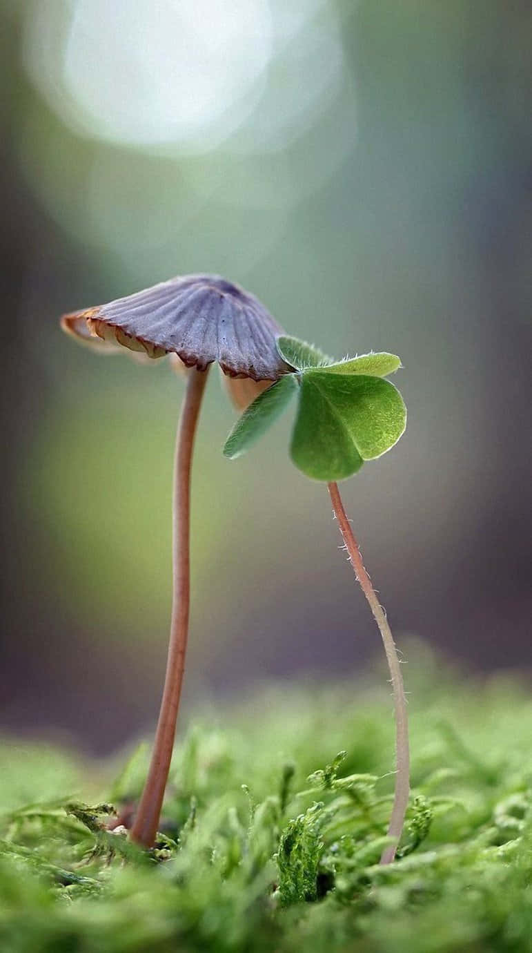Mushroom Aesthetic 桌布 壁紙 — 一朵細小的紫色蘑菇和一棵三葉草幼苗並排站在充滿活力的綠色苔蘚上，背景是柔和散景。