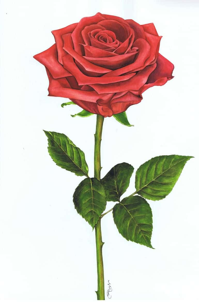 Single Rose 桌布 壁紙 — 一朵細節鮮明的紅玫瑰，帶有茂盛的綠葉和莖，孤立地立在純白色背景上。