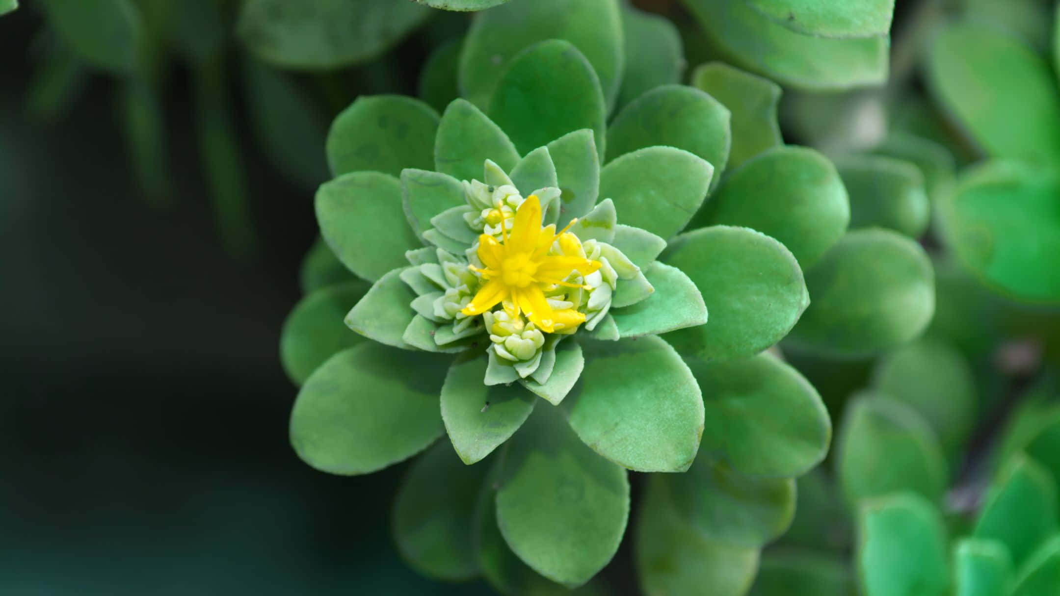 一朵綠色花朵的近距離特寫，旁邊有黃色花朵 壁紙