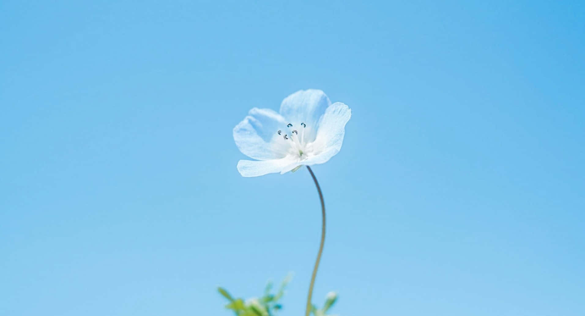 桌布 壁紙 — 一朵纖細的白花，莖幹纖細，襯著清澈明亮的藍天。