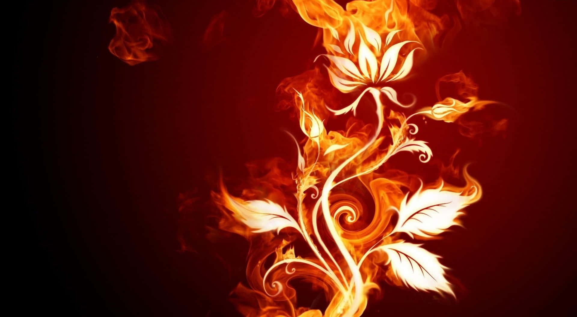 Cool Fire 桌布 壁紙 — 一朵耀眼的白色花藤在深紅色的背景下爆發出鮮豔的橙色火焰。