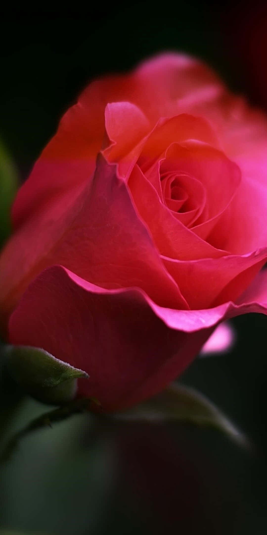 Pixel 3 Roses 桌布 壁紙 — 一朵色彩鮮豔的粉紅玫瑰盛開，花瓣柔軟，背景暗色模糊。