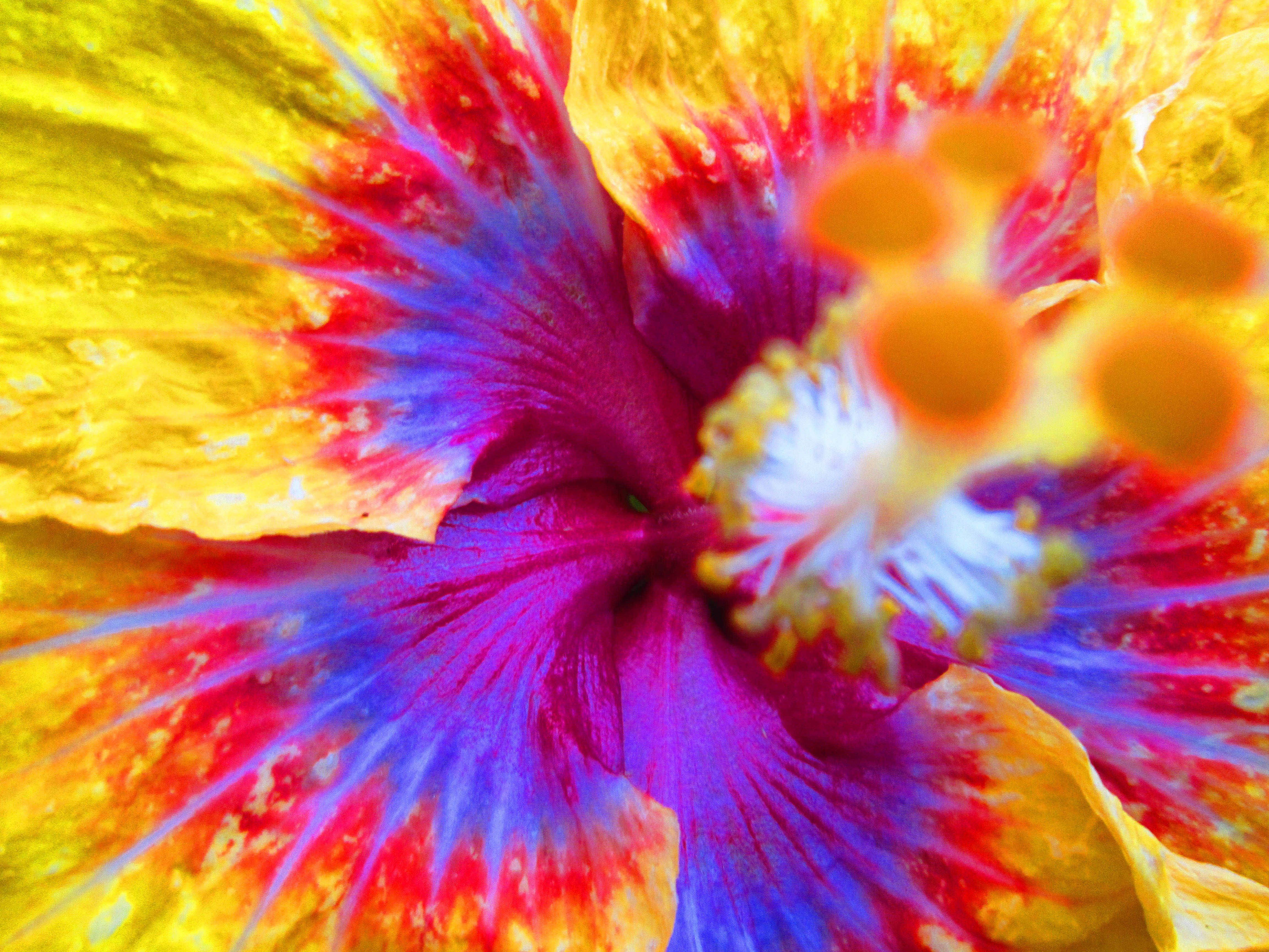 tumblr 花朵 桌布 壁紙 — 一朵芙蓉花的鮮豔微距照片，黃色花瓣從帶有紅色和藍色條紋的鮮豔紫色中心向外輻射。