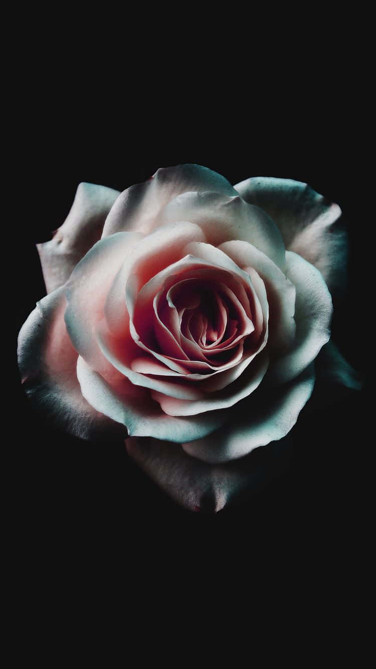 Roses 桌布 壁紙 — 一朵花瓣柔軟的粉紅和青綠色的玫瑰，在純黑背景上綻放。