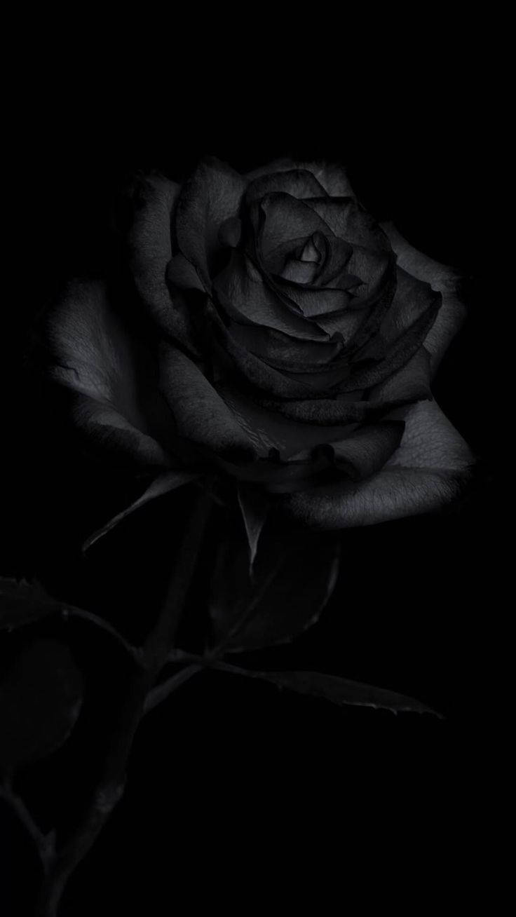 Rose Flower 桌布 壁紙 — 一朵花瓣精緻的單支黑玫瑰，在漆黑背景上柔和發光。