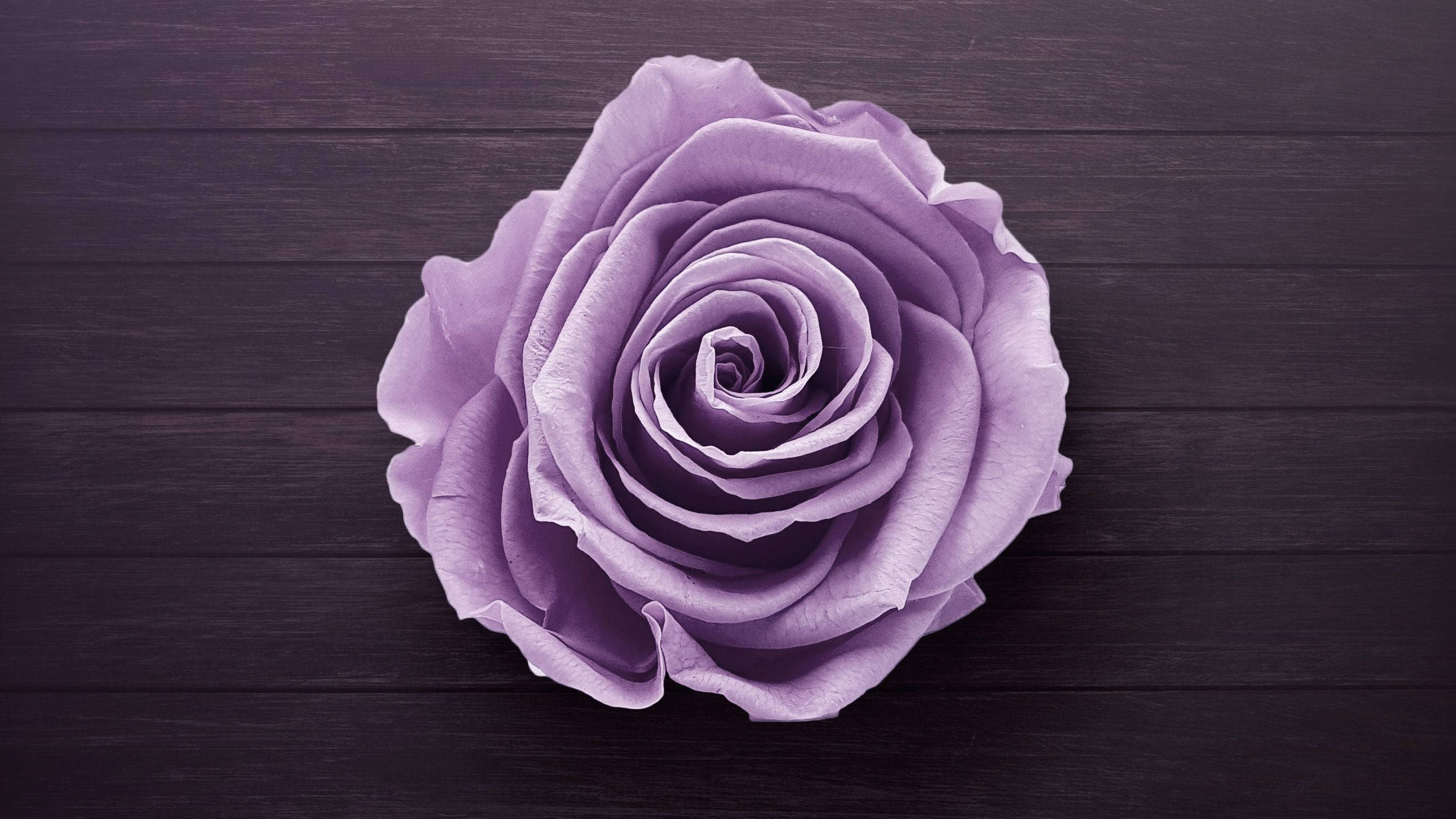 Roses 桌布 壁紙 — 一朵花瓣精緻的薰衣草玫瑰，居中放置在深色木質表面上。