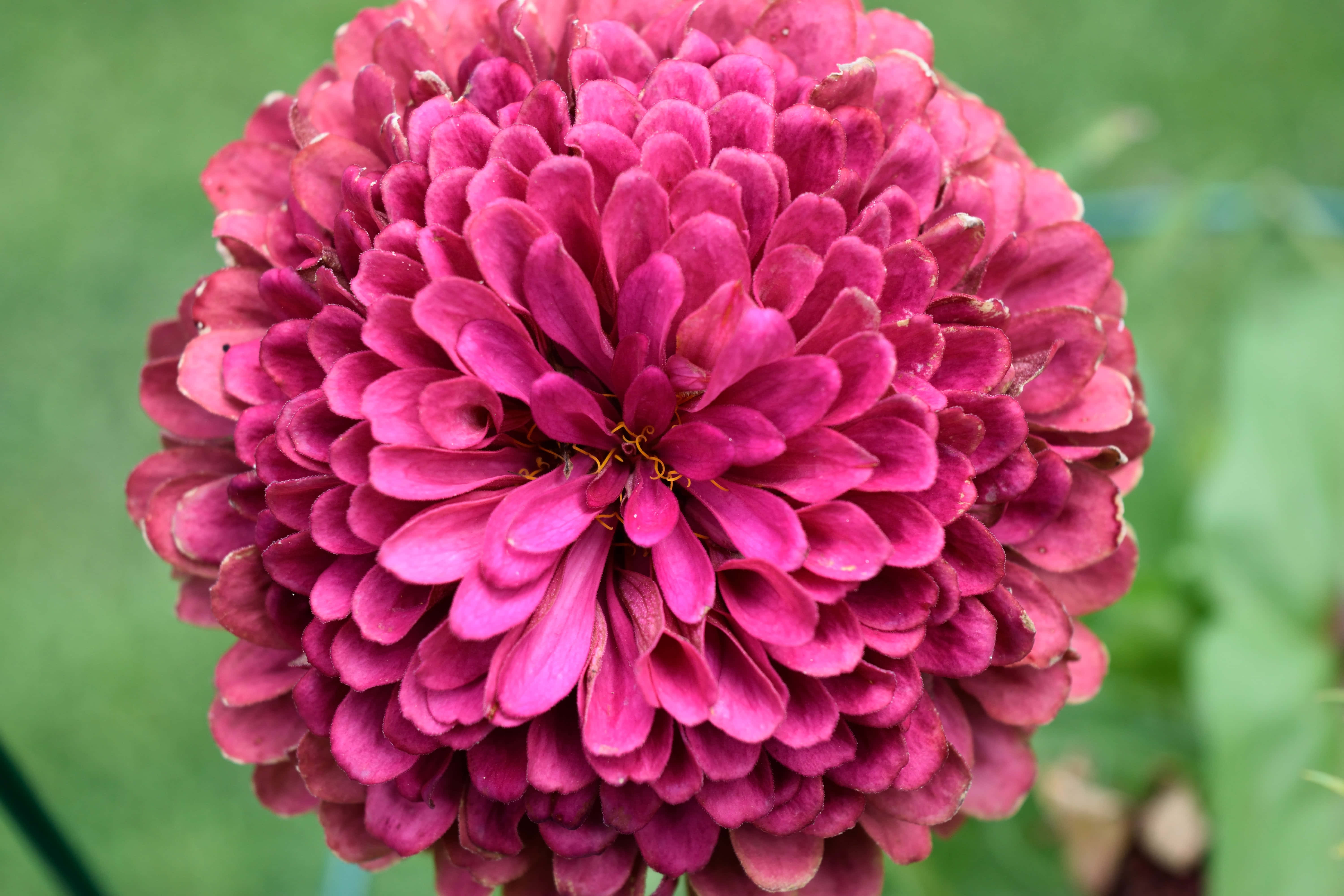 菊花 桌布 壁紙 — 一朵茂盛的洋紅色百日菊特寫，花瓣層層疊疊，帶有黃色雄蕊，背景是柔和的綠色。