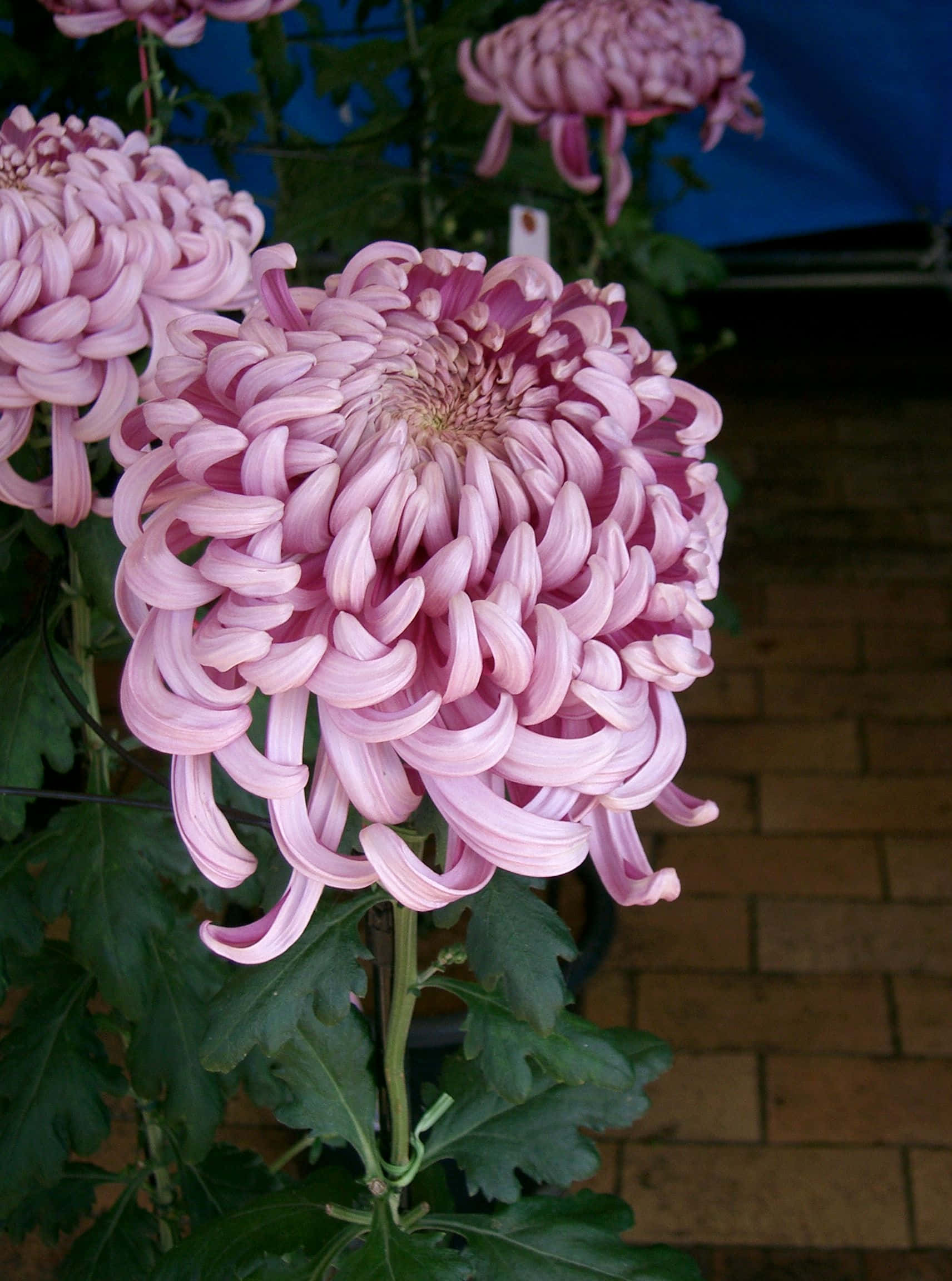 Chrysanthemum 桌布 壁紙 — 一朵茂盛的粉紅色菊花，帶有皺褶花瓣，在綠葉和磚牆背景下鮮豔綻放的近距離特寫。