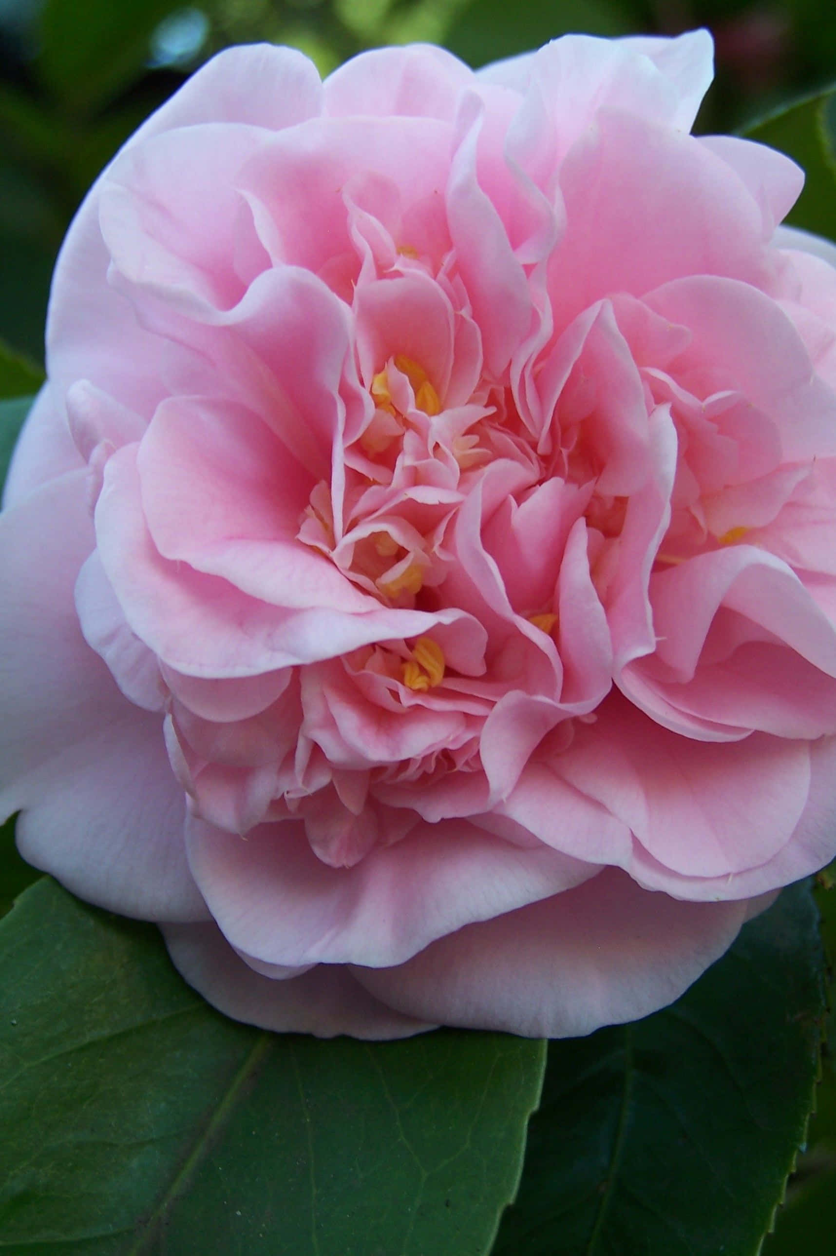 Camellia Sasanqua 桌布 壁紙 — 一朵茂盛粉紅色山茶花的特寫，帶有精緻的荷葉邊花瓣和黃色雄蕊，襯托著深綠色葉子。