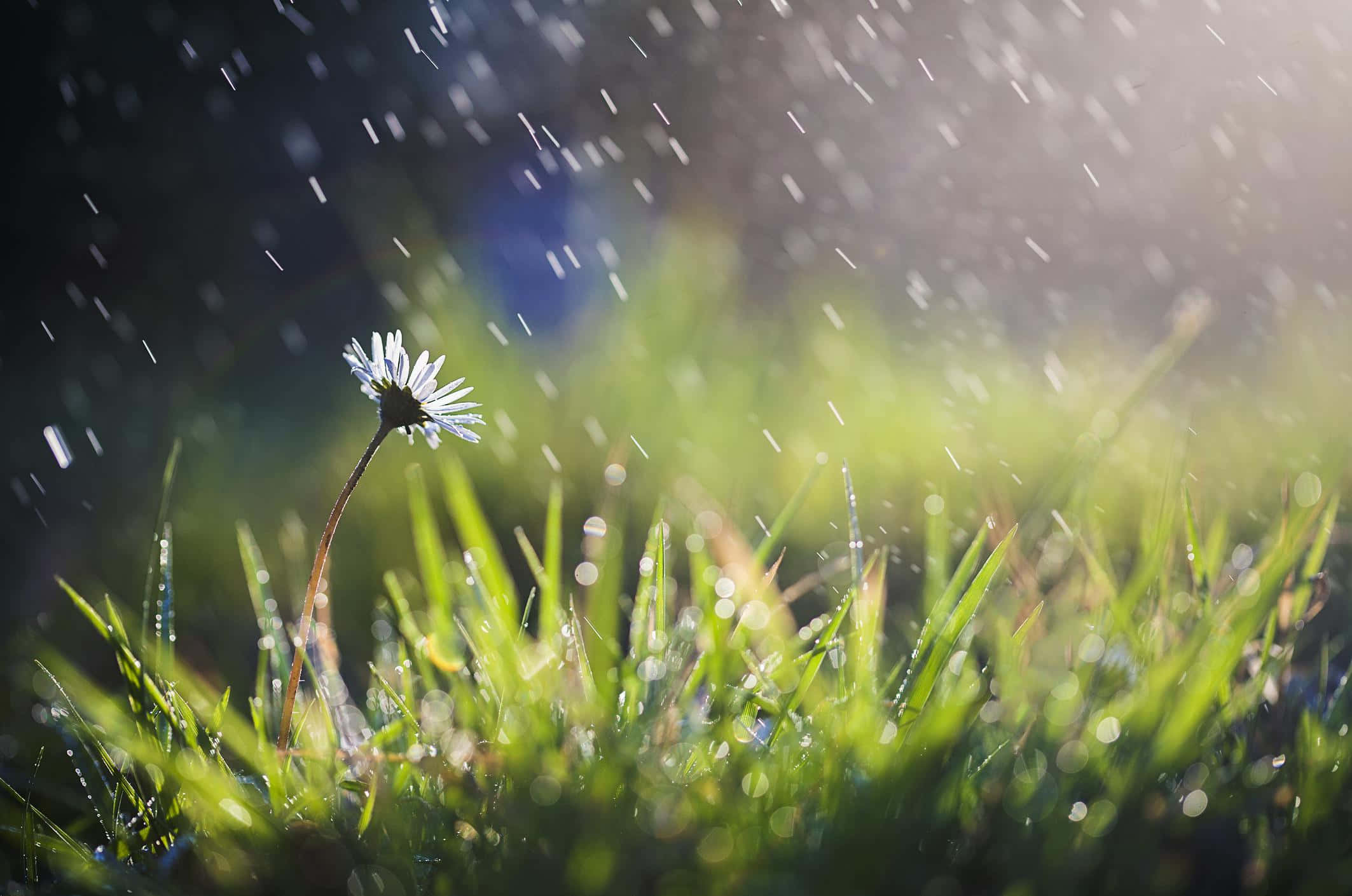 Spring Showers 桌布 壁紙 — 一朵蒲公英在充滿活力的綠草中盛開，陽光透過落下的雨滴閃爍。