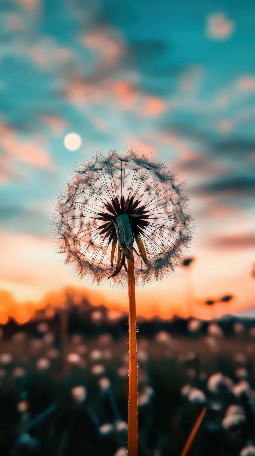 Close-up of a dandelion seed head at sunset with soft bokeh sky 壁紙 — 一朵蒲公英種子頭高高聳立在暮色天空中，背景有發光的月亮和柔和的橙色雲彩。