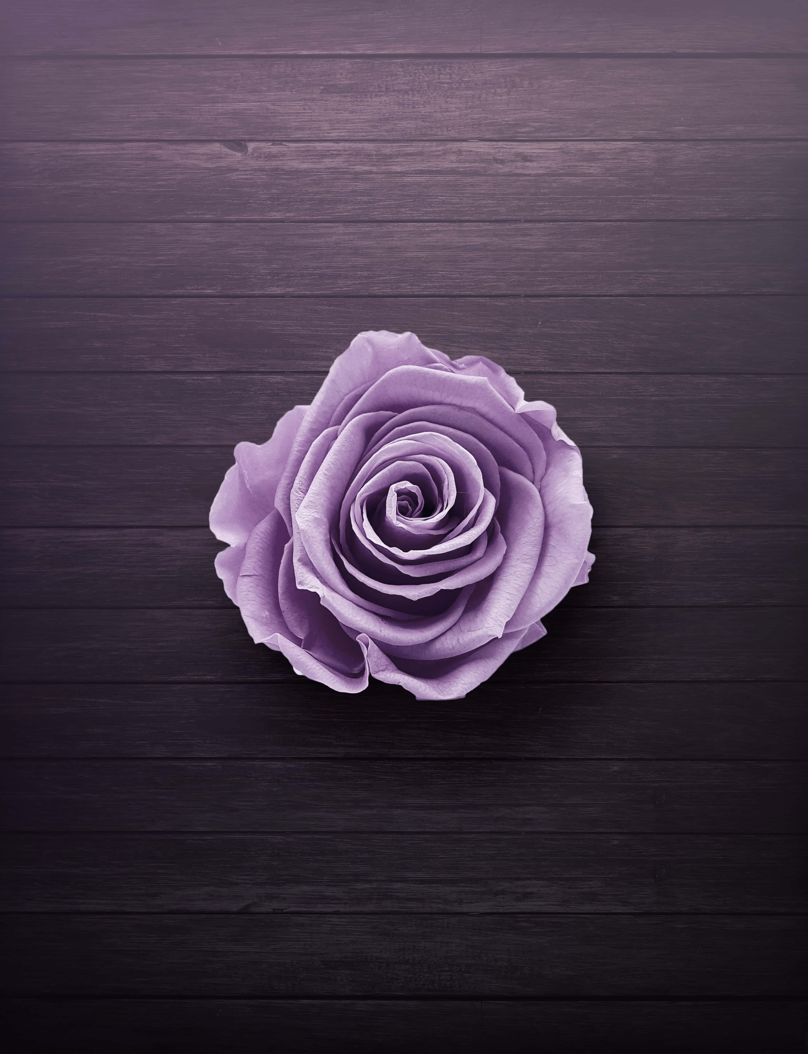Purple Flower 桌布 壁紙 — 一朵薰衣草玫瑰置中放在深色木板上，俯視角度。