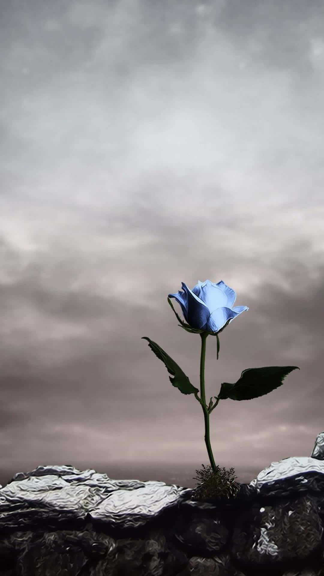 Rose Art 桌布 壁紙 — 一朵藍玫瑰在陰沉天空下從裂石中頑強綻放。