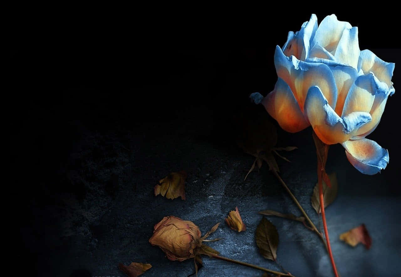Dark Digital Art 桌布 壁紙 — 一朵藍色和橙色的玫瑰在黑暗的紋理表面上發光，周圍散落著掉落的乾燥花瓣。