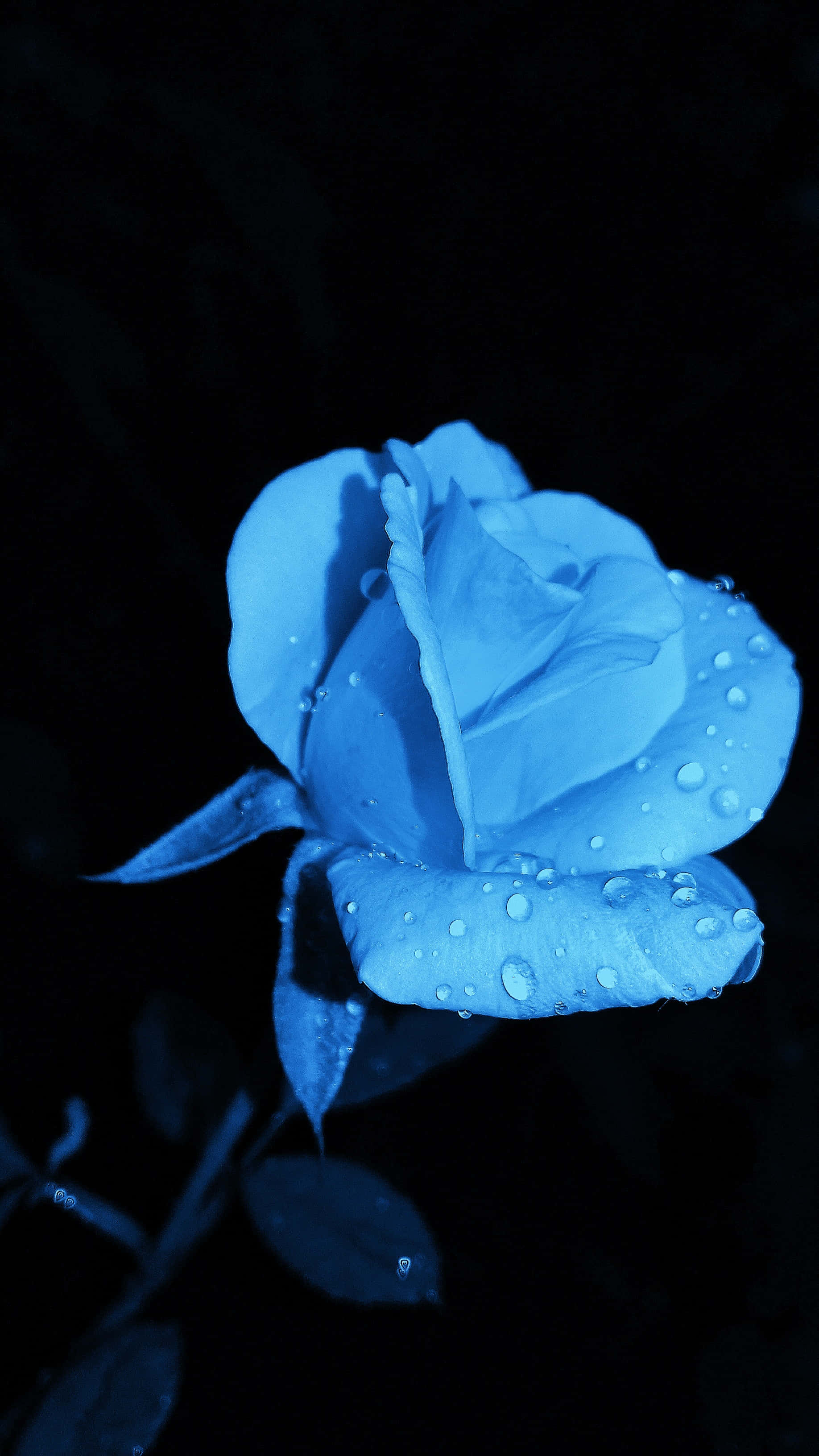 Blue Flowers Aesthetic 桌布 壁紙 — 一朵藍色玫瑰在純黑背景上閃爍著露珠，營造出憂鬱的特寫氛圍。