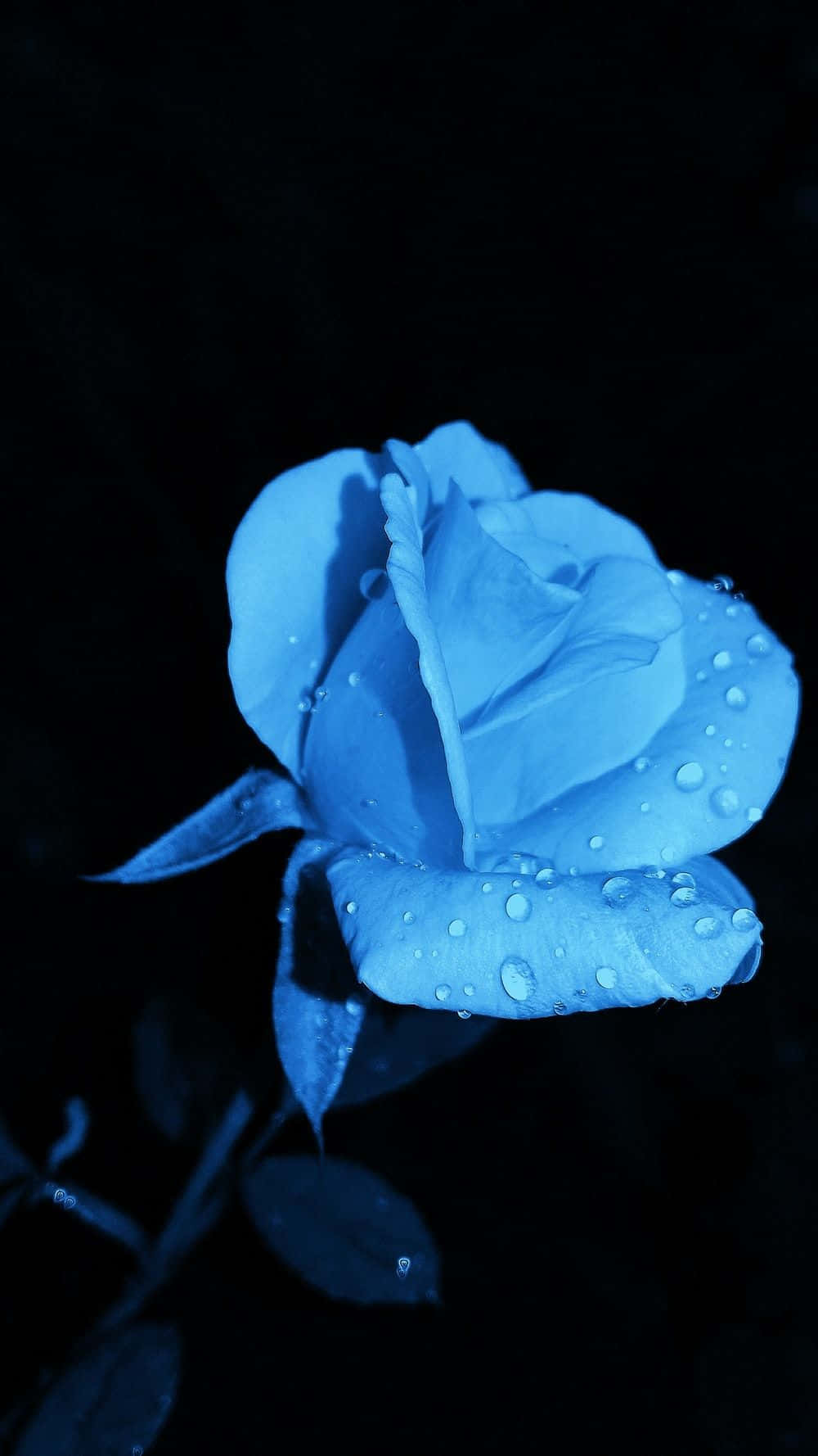 Rose Flower 桌布 壁紙 — 一朵藍色玫瑰在純黑背景下閃爍著露珠，呈現出憂鬱的特寫鏡頭。