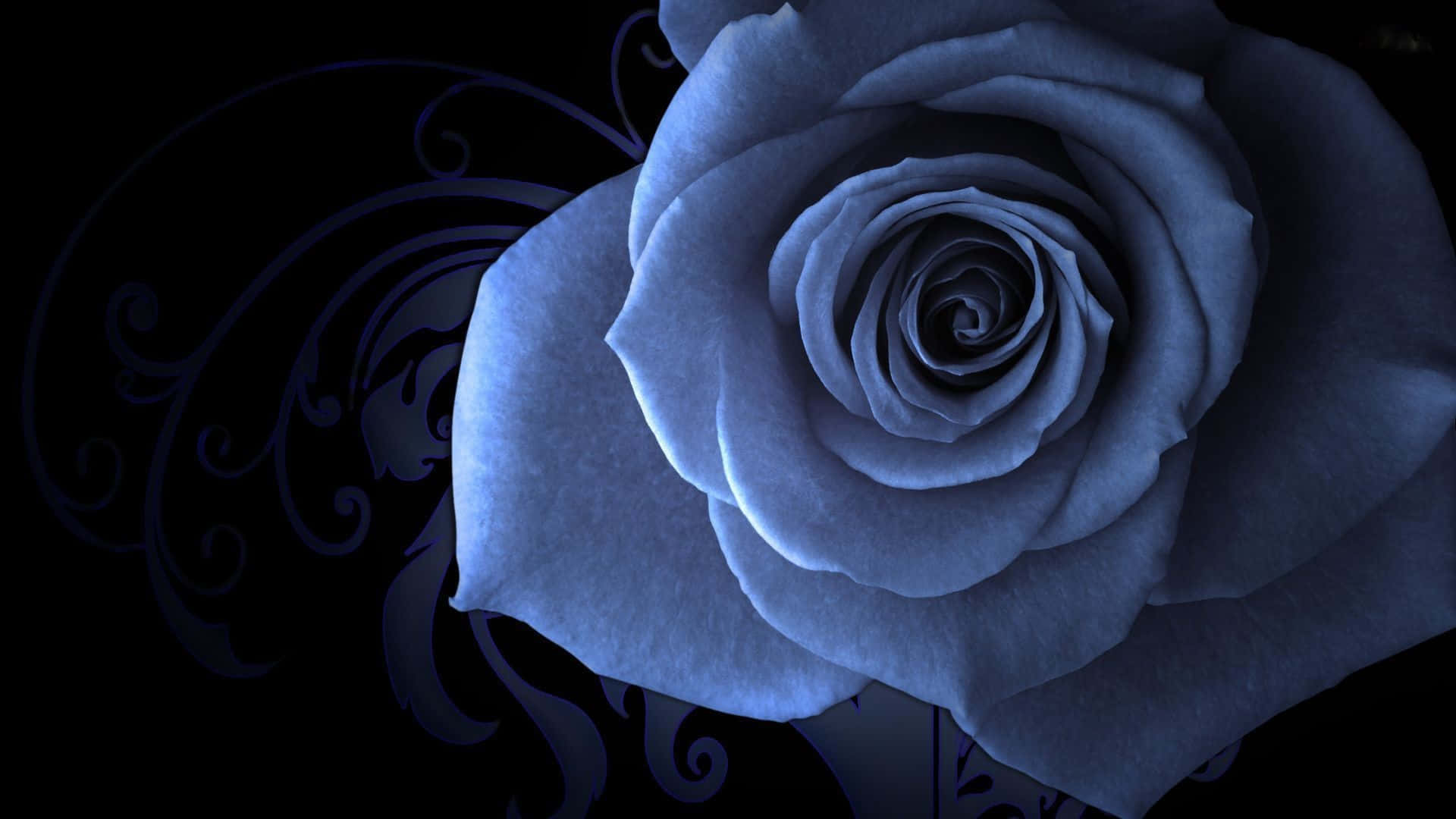 Rose Flower 桌布 壁紙 — 一朵藍色玫瑰在黑色背景上綻放，帶有漩渦狀裝飾圖案。