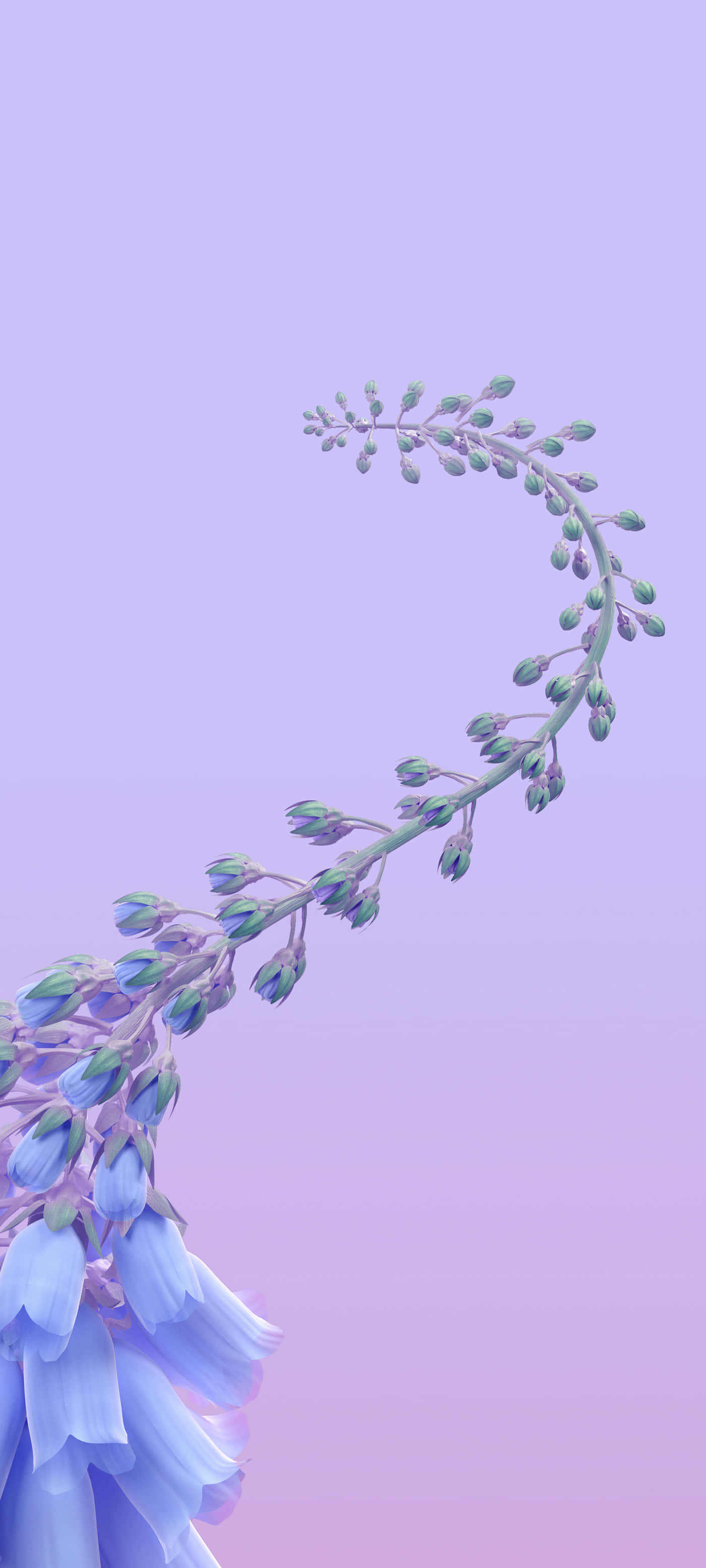 一朵藍色花朵，背景有紫色葉片 壁紙