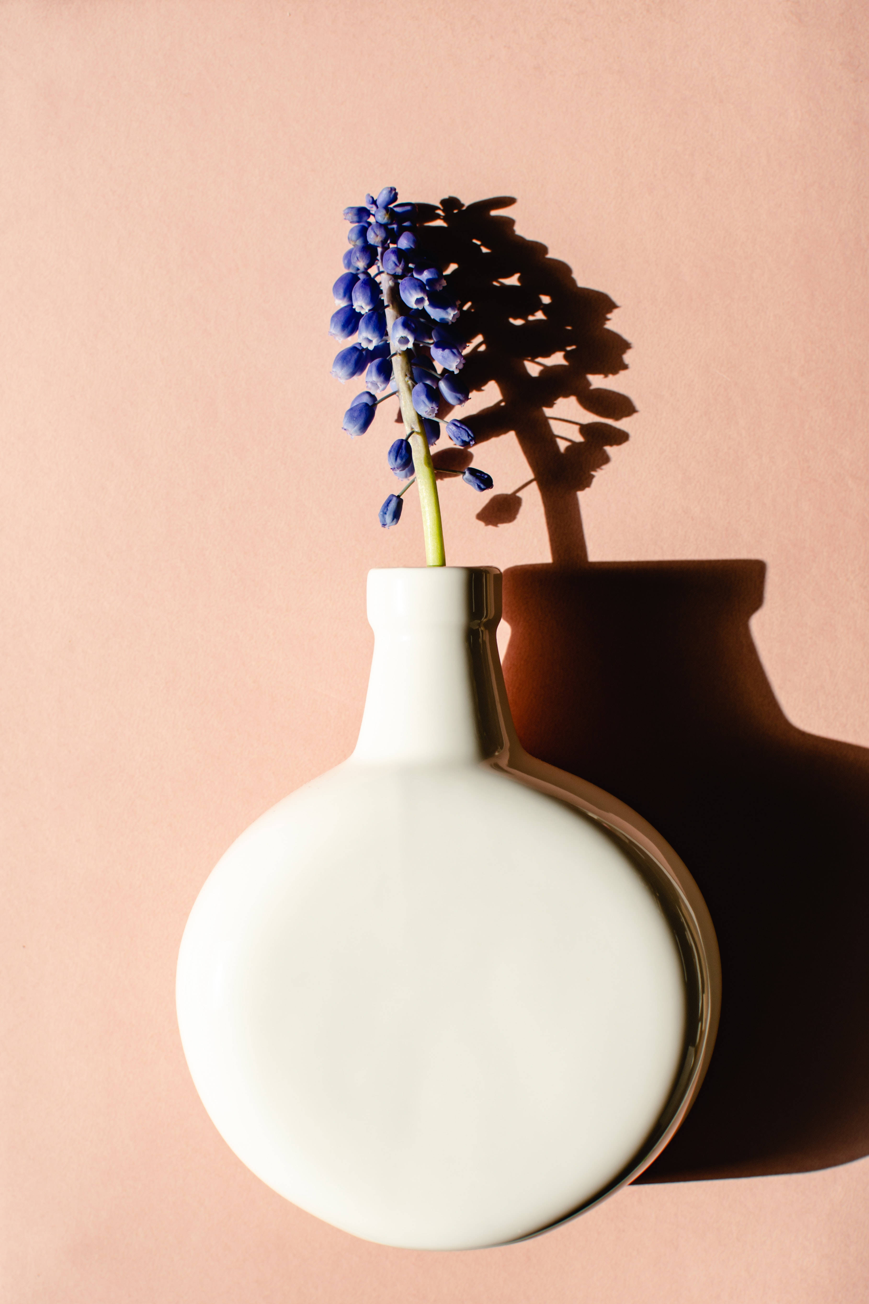 Hyacinth 桌布 壁紙 — 一朵藍色葡萄風信子在白色陶瓷花瓶裡綻放，背景是柔和的粉紅色牆壁，投射出戲劇性的陰影。