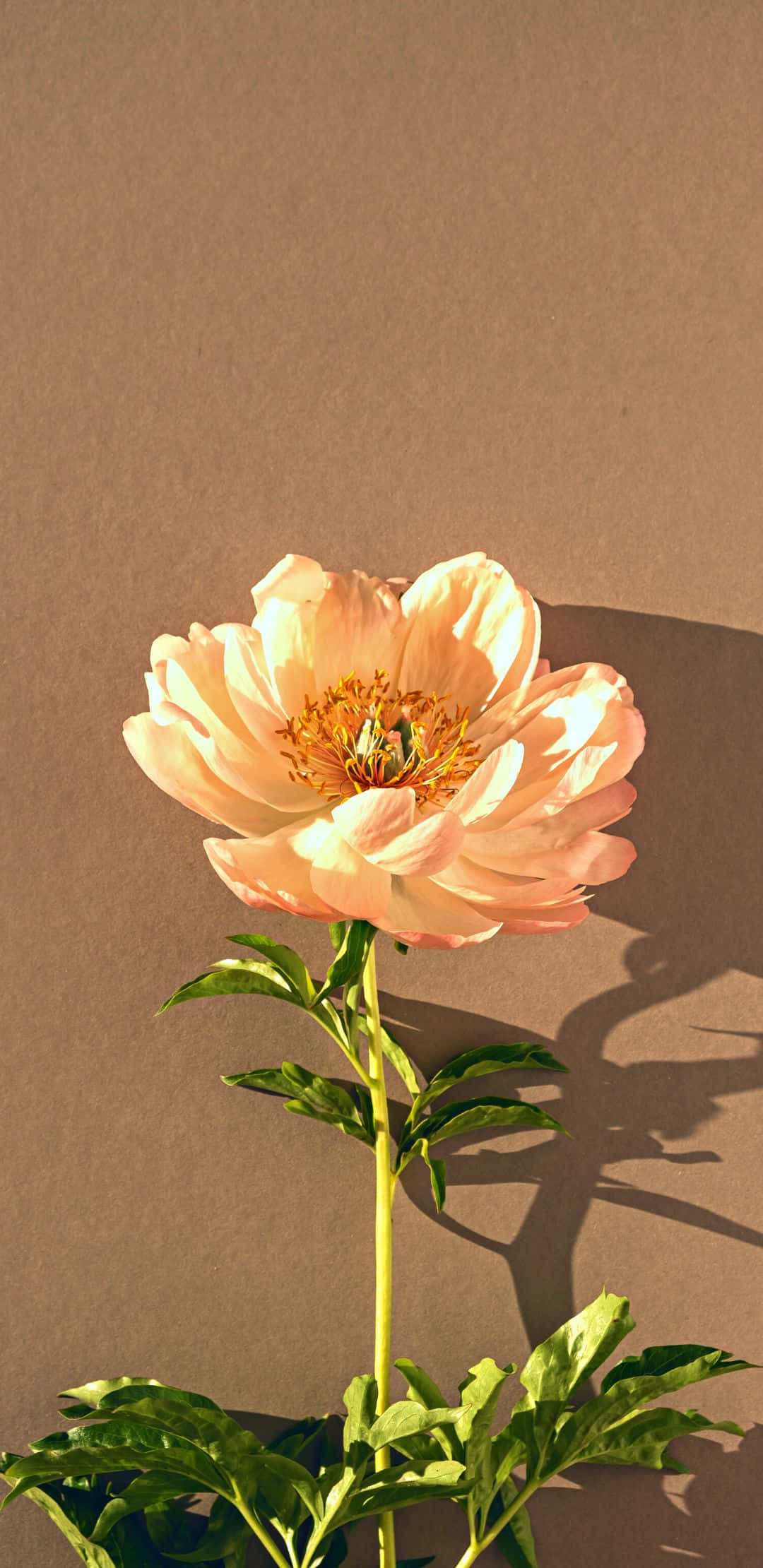 1080x2220 桌布 壁紙 — 一朵蜜桃色牡丹在溫暖的棕色牆壁前綻放，在柔和的金色光線下投下清晰的陰影。