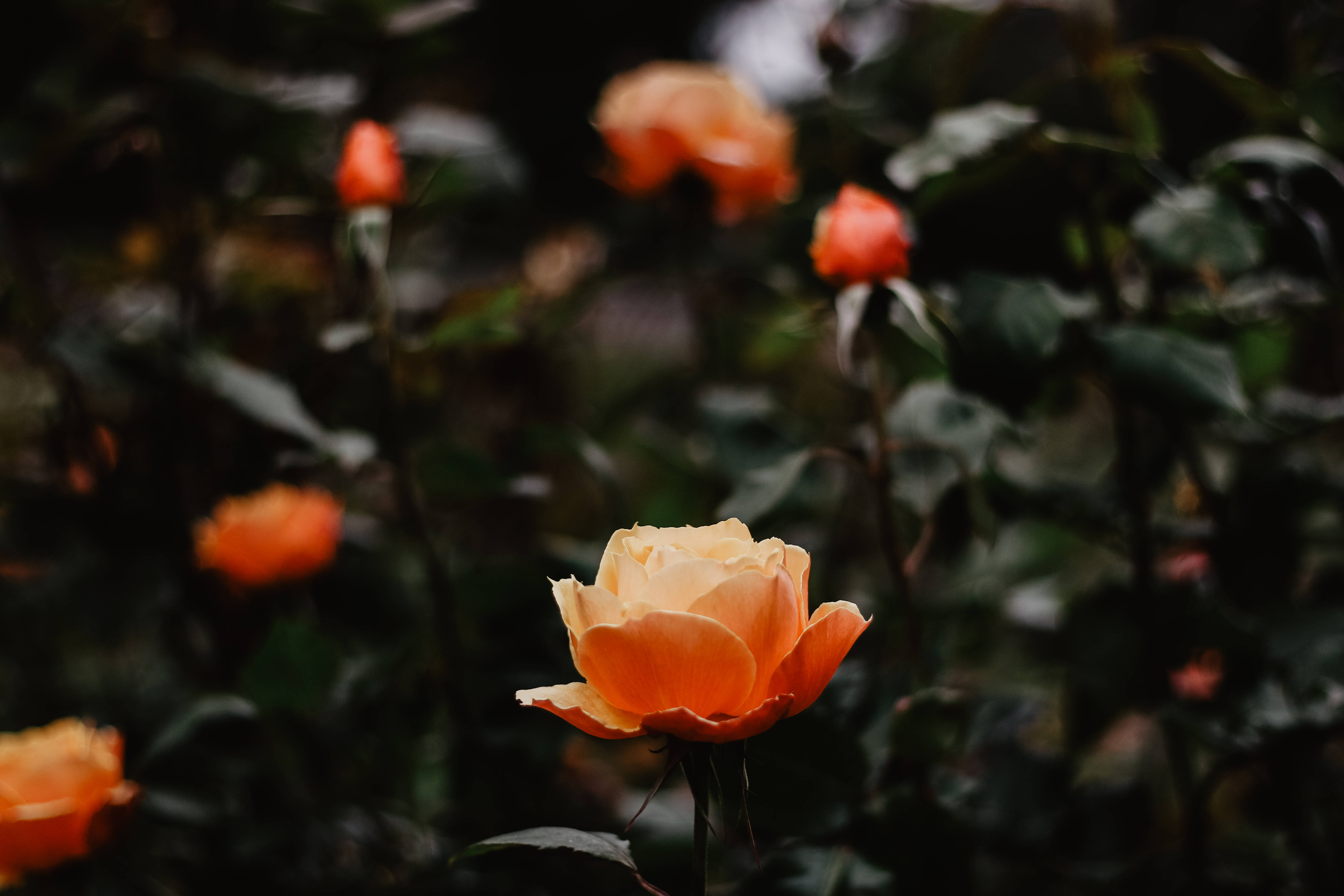 Plain Aesthetic 桌布 壁紙 — 一朵蜜桃色玫瑰在焦點中柔和綻放，背景是黑暗模糊的花園，其他玫瑰逐漸消失在陰影中。