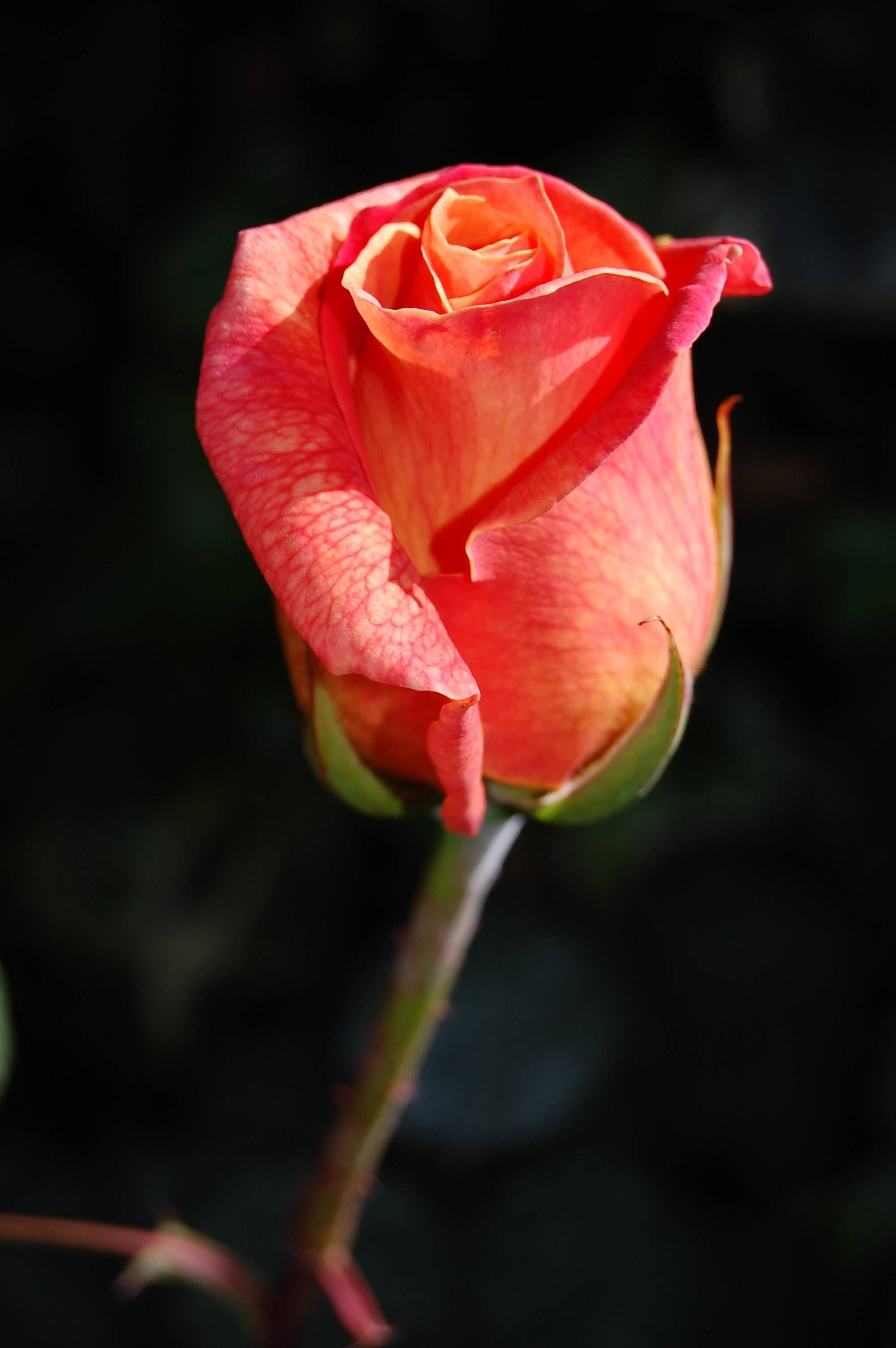 Rose Flower 桌布 壁紙 — 一朵蜜桃色玫瑰花蕾，帶有細緻的脈絡花瓣，在黑暗模糊的花園背景下柔和地發光。