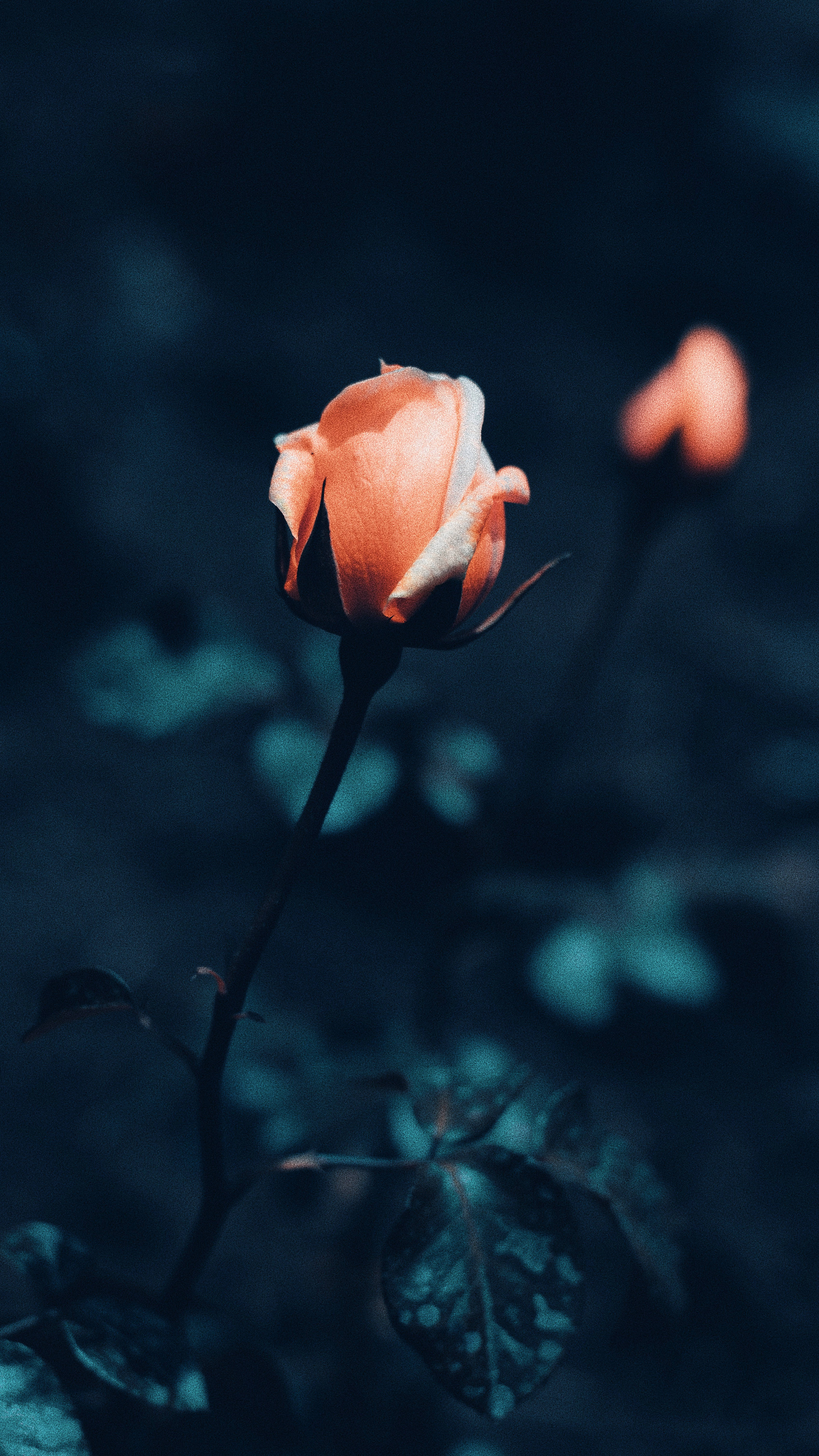 Rose iPhone 桌布 壁紙 — 一朵蜜桃色玫瑰花蕾在深藍色模糊的花園背景下柔和地發光。