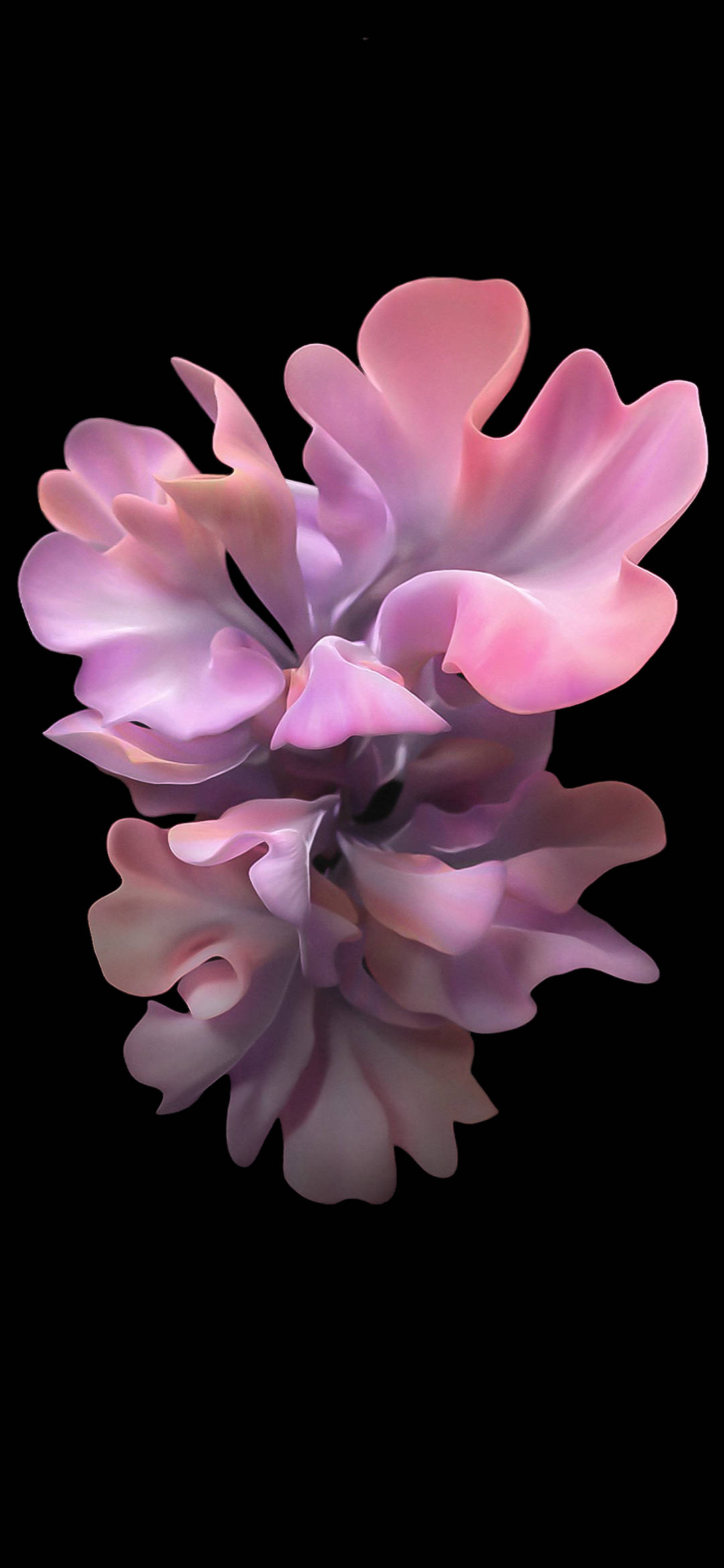 三星 桌布 壁紙 — 一朵超現實的3D渲染粉紅與紫色花朵，花瓣流動，漂浮在純黑背景上。