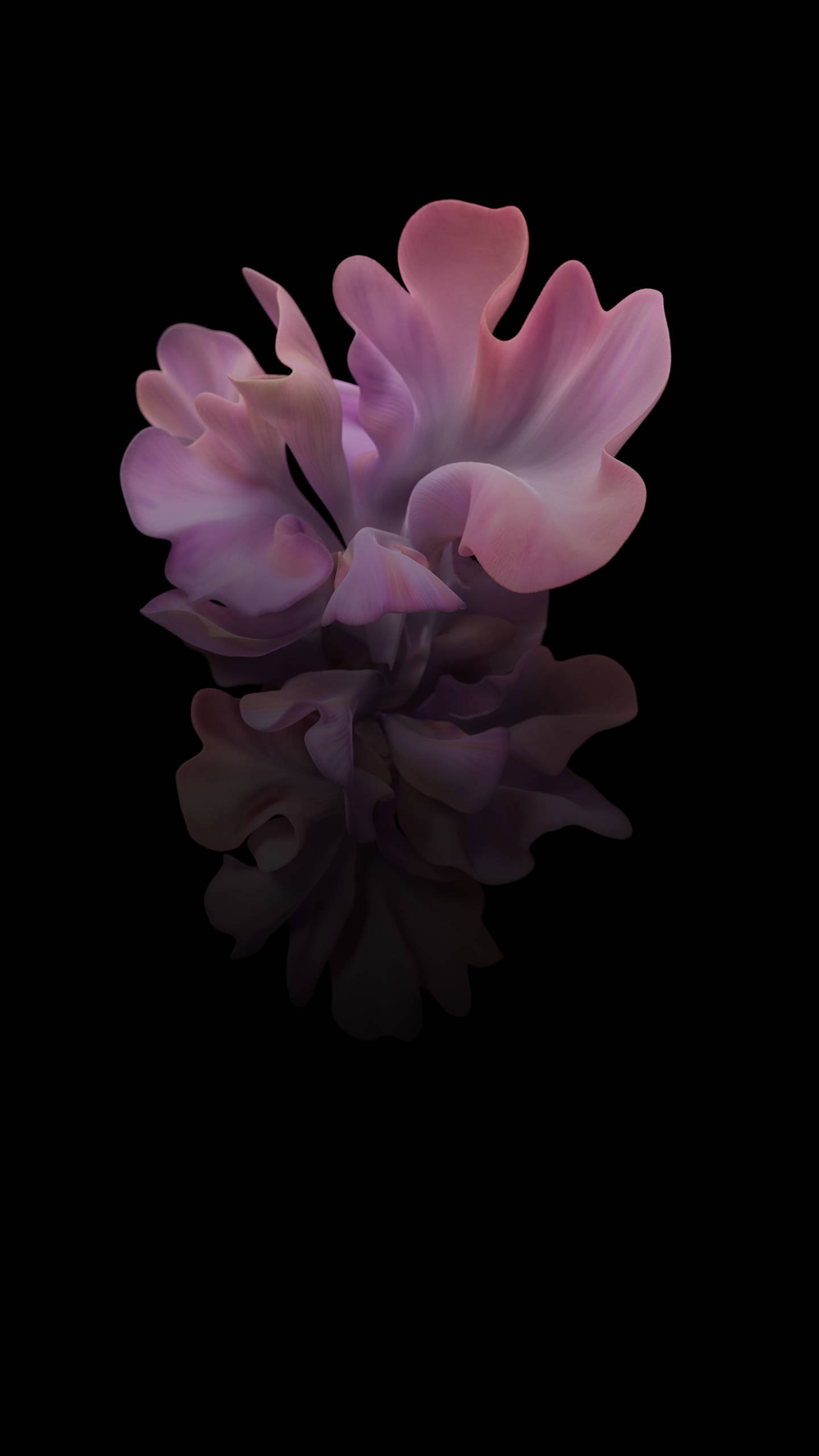 Floral 桌布 壁紙 — 一朵超現實的粉紅色和紫色花朵，帶有波浪狀花瓣，漂浮在黑色虛空中的深色倒影之上。
