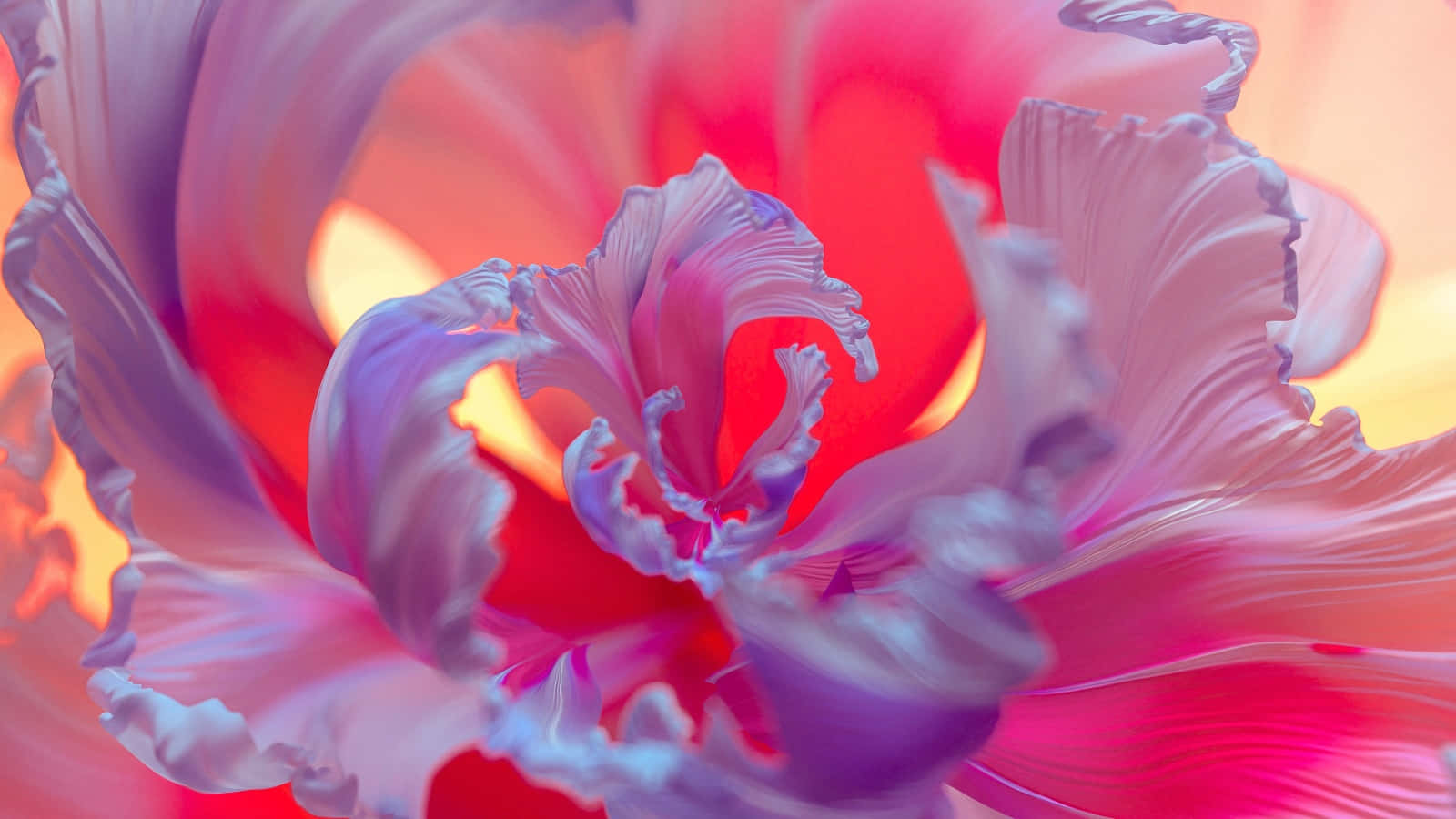 Petal 桌布 壁紙 — 一朵超現實鬱金香的近距離特寫，花瓣呈荷葉邊狀，在溫暖的金色背景下閃耀著鮮豔的粉紅色、紫色和紅色色調。