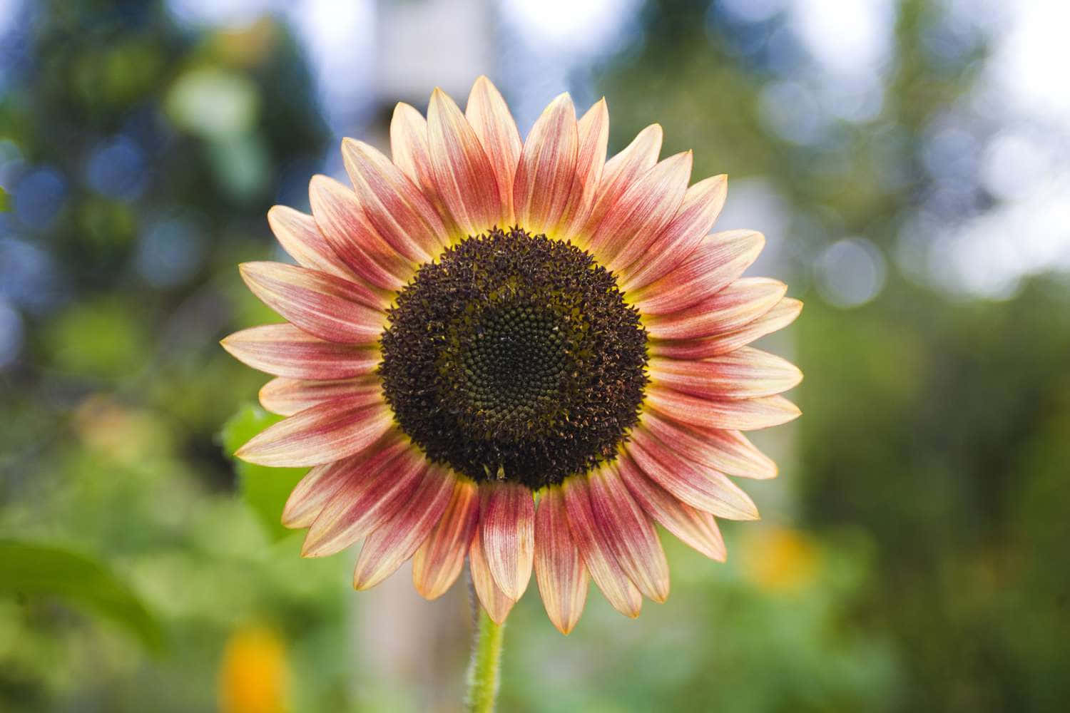 Beautiful Sunflower 桌布 壁紙 — 一朵近距離拍攝的向日葵，帶有粉紅色花瓣和深色花心，背景是模糊的綠色花園。