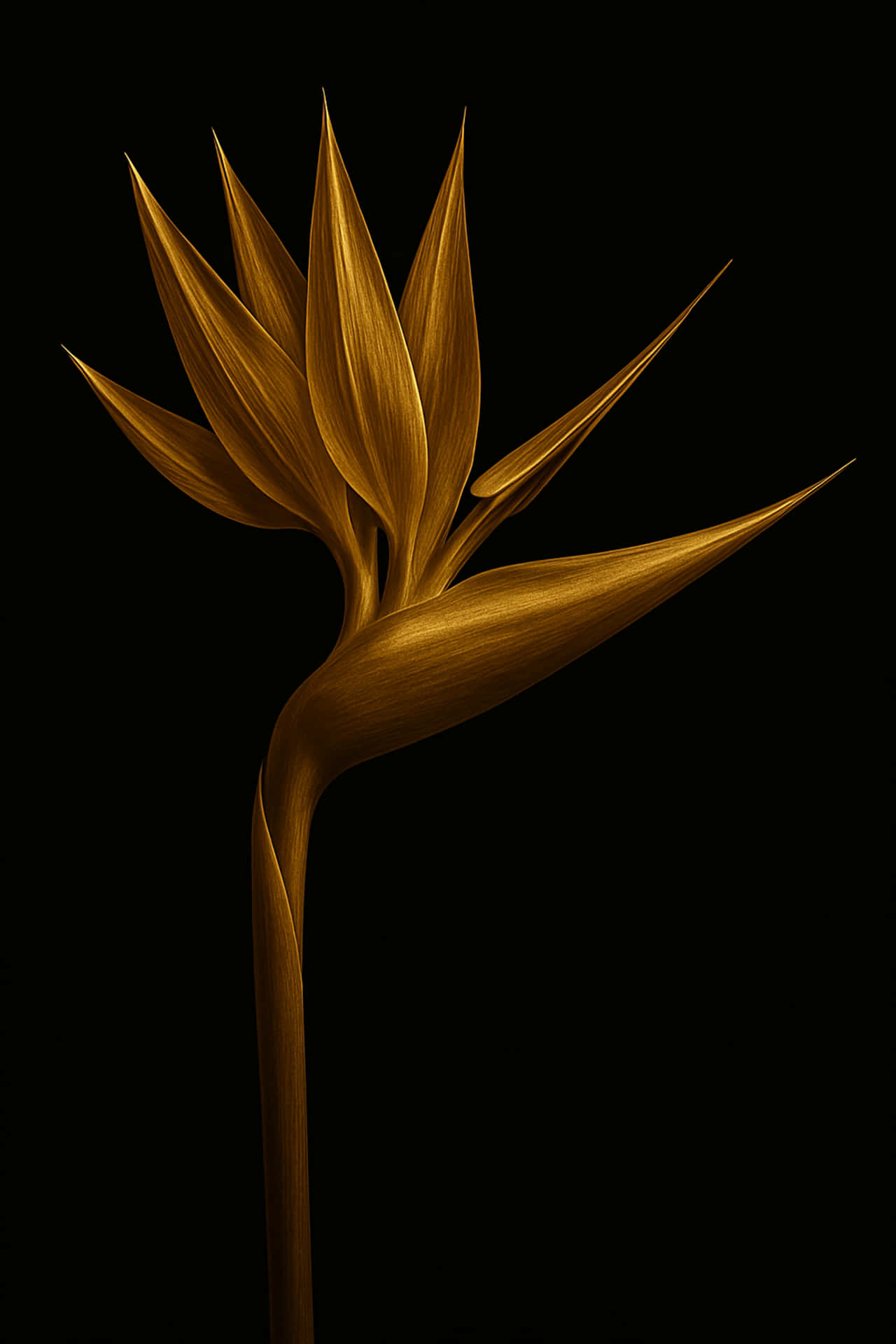 Strelitzia reginae gold 壁紙 — 一朵金色的天堂鳥花在純黑色背景下以戲劇性燈光閃耀。