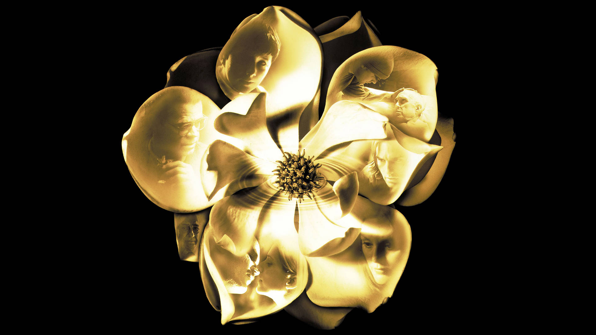Magnolia 桌布 壁紙 — 一朵金色花朵，半透明花瓣顯現出鬼魅般的人臉，背景為黑色。