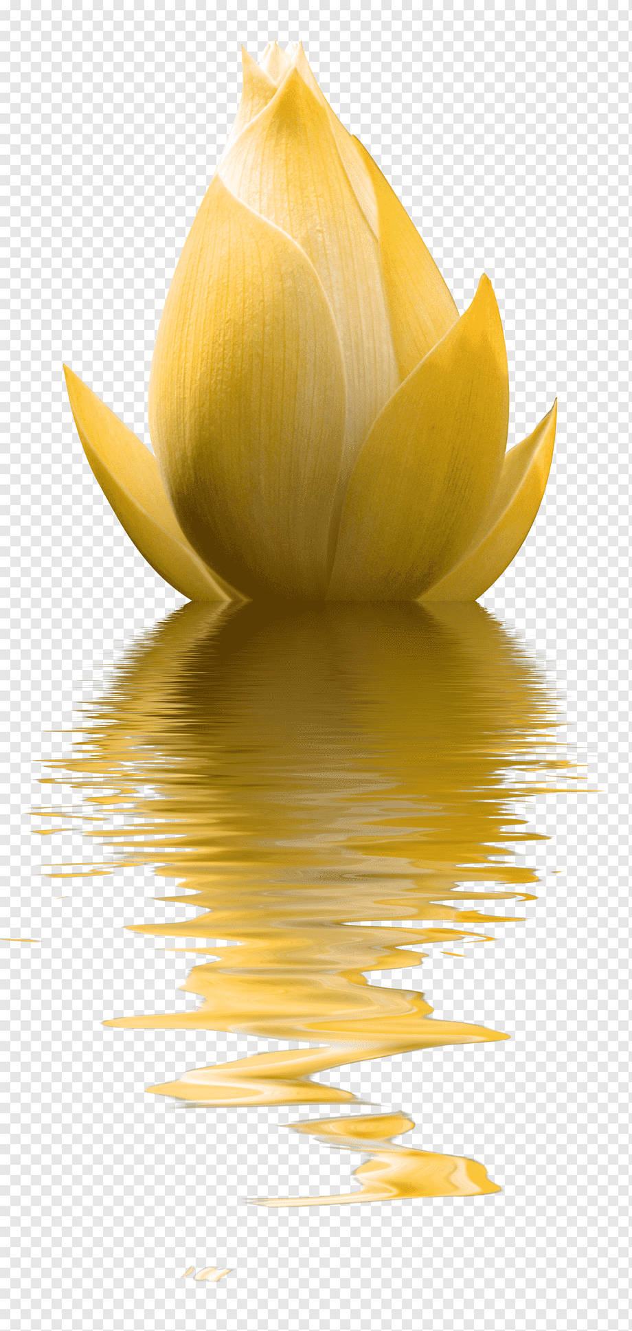 Moving Water 桌布 壁紙 — 一朵金色蓮花蕾從漣漪的水面升起，下方閃爍著完美的倒影。