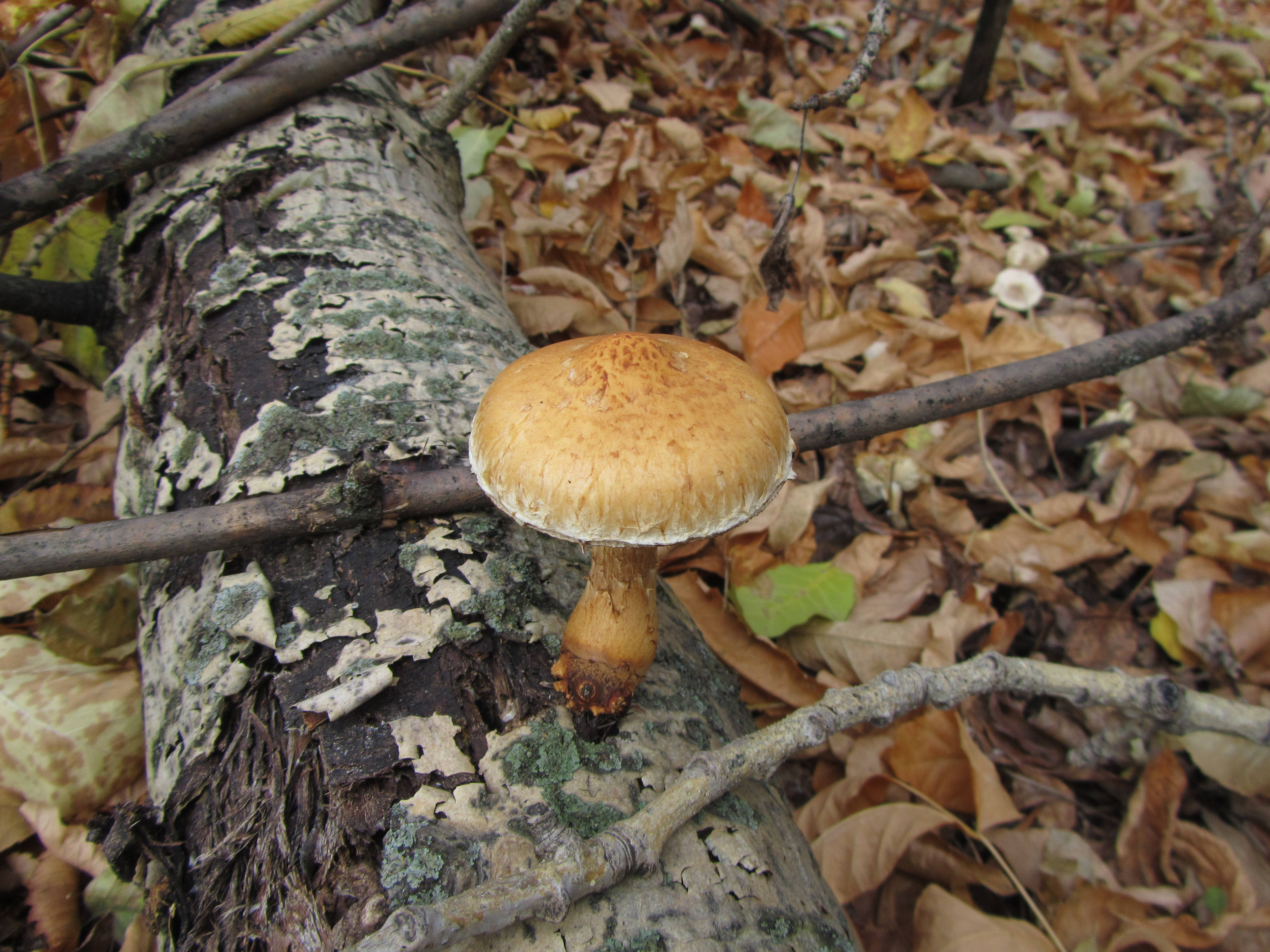 Cute Mushroom 桌布 壁紙 — 一朵金色蘑菇從長滿苔蘚的木頭上長出，周圍散落著秋天的落葉和樹枝。