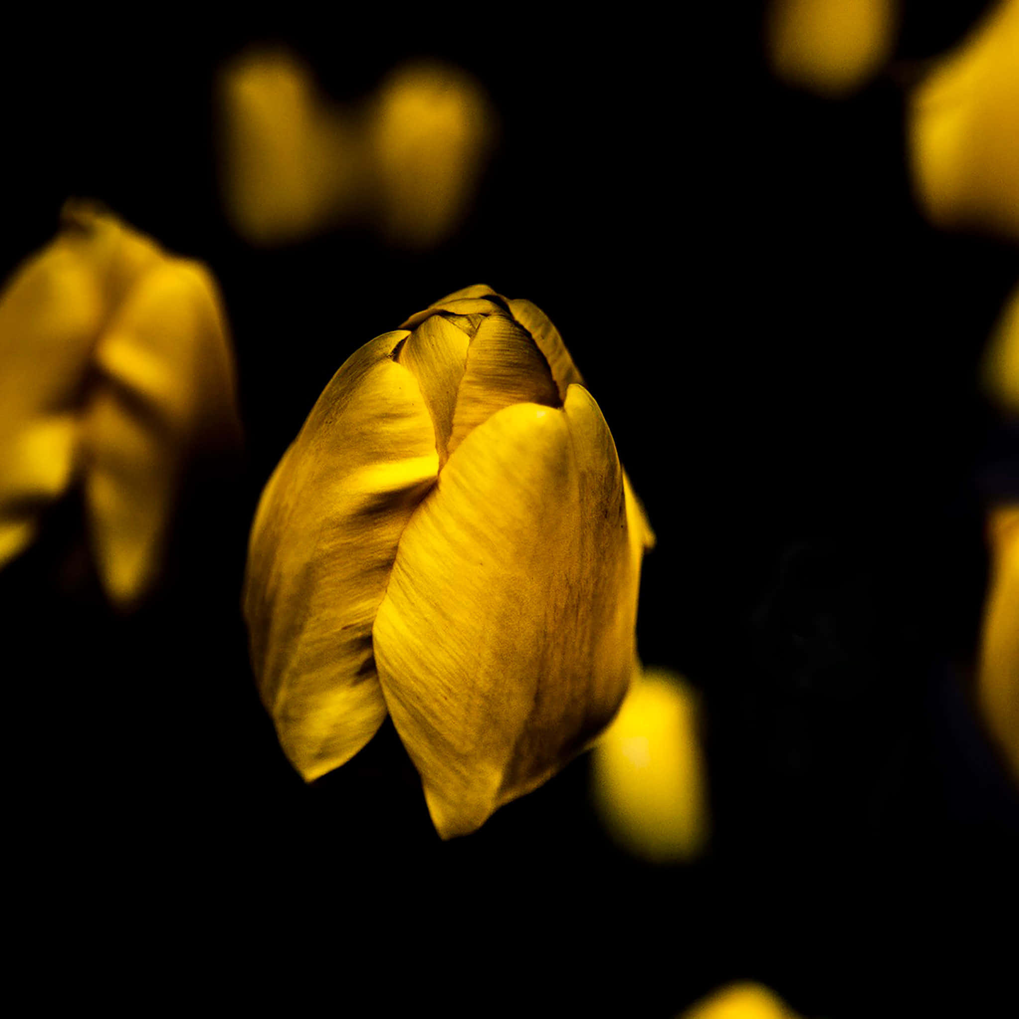 花 桌布 壁紙 — 一朵金色鬱金香花蕾在深黑色背景上柔和發光，遠方有模糊的黃色形狀。