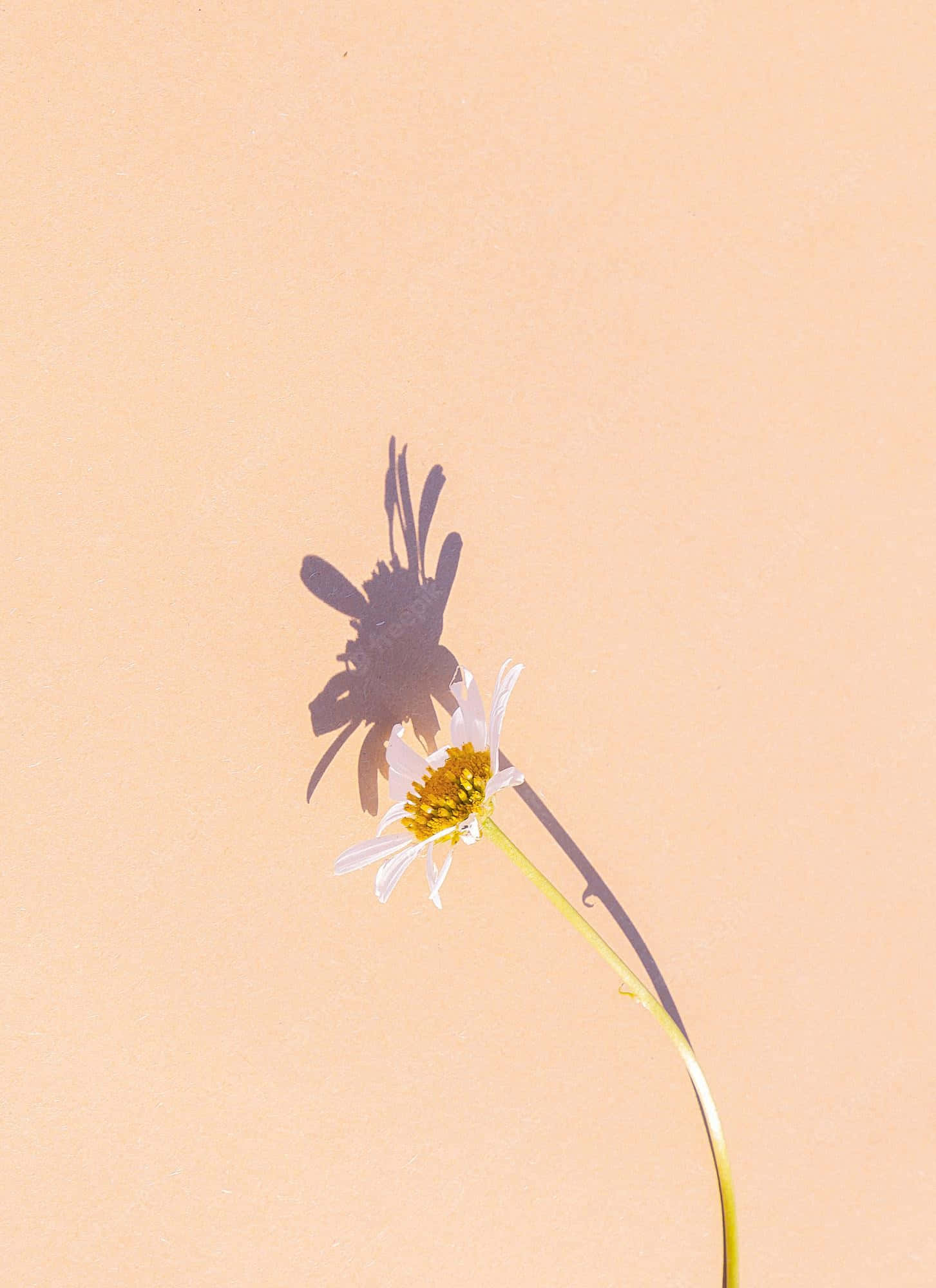 Beautiful Aesthetic 桌布 壁紙 — 一朵長莖雛菊在柔和蜜桃色背景上投下清晰深色陰影。