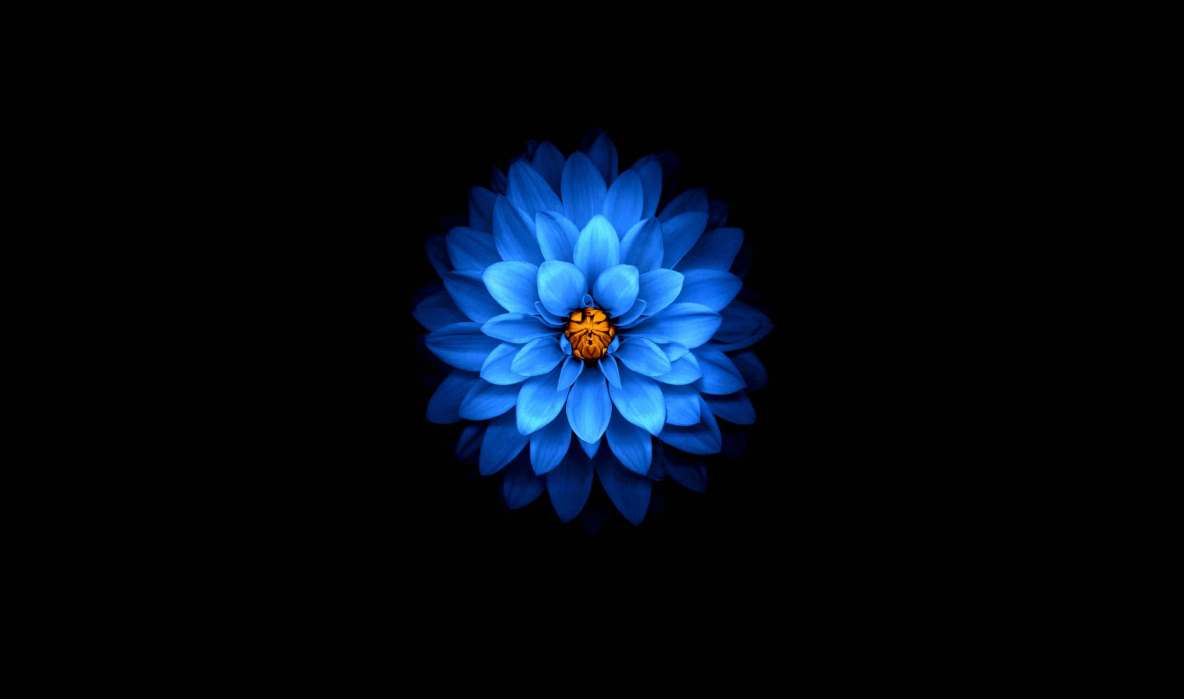 Dahlia 桌布 壁紙 — 一朵閃耀的藍色大麗花，帶有金色中心，在純黑色背景上發光。