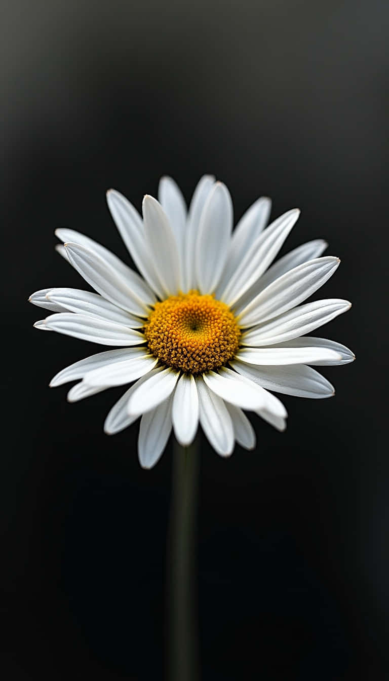 Flower 壁紙 — 一朵雛菊，擁有純白花瓣和鮮黃色花心，在深黑色背景襯托下格外突出。