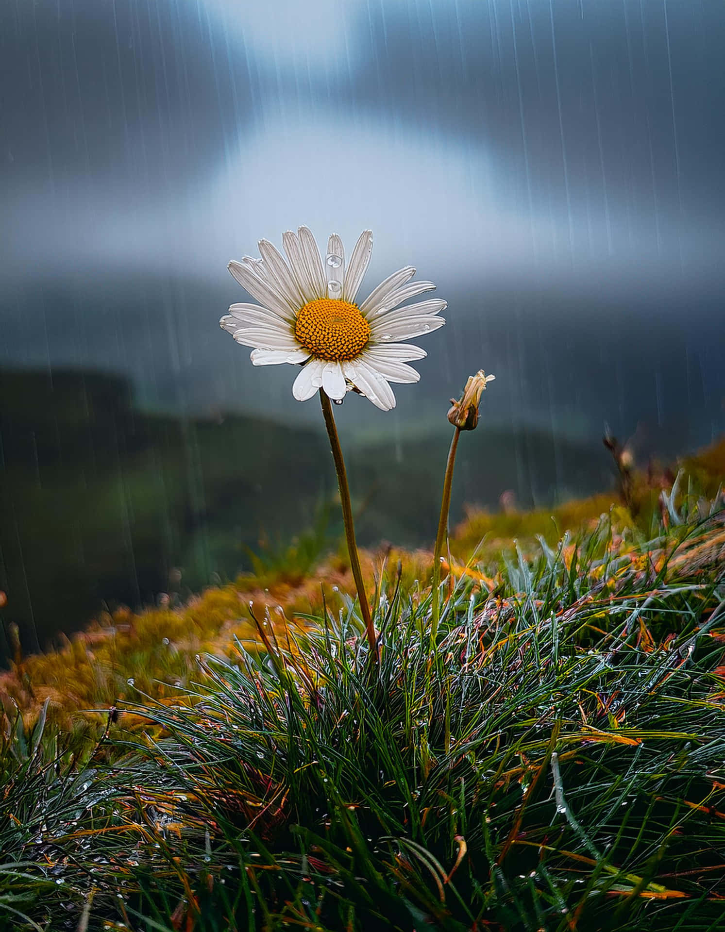 The Elegance of Daisy in the Rain 壁紙 — 一朵雛菊帶著露珠在雨中頑強綻放，背景是霧氣瀰漫的山巒。