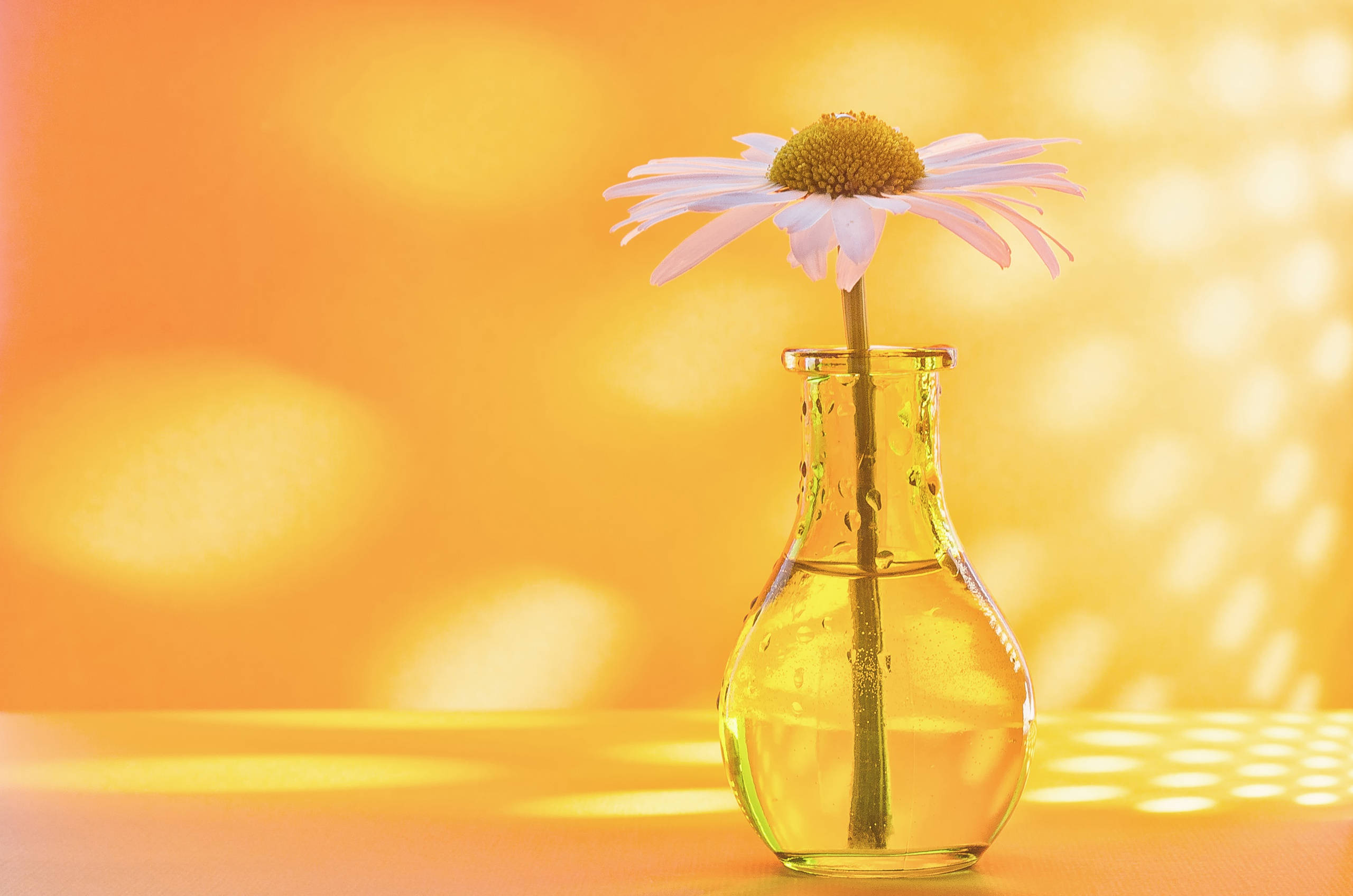 Daisy 桌布 壁紙 — 一朵雛菊放在裝水的玻璃花瓶裡，置於溫暖的橙色表面上，背景是發光的散景效果。