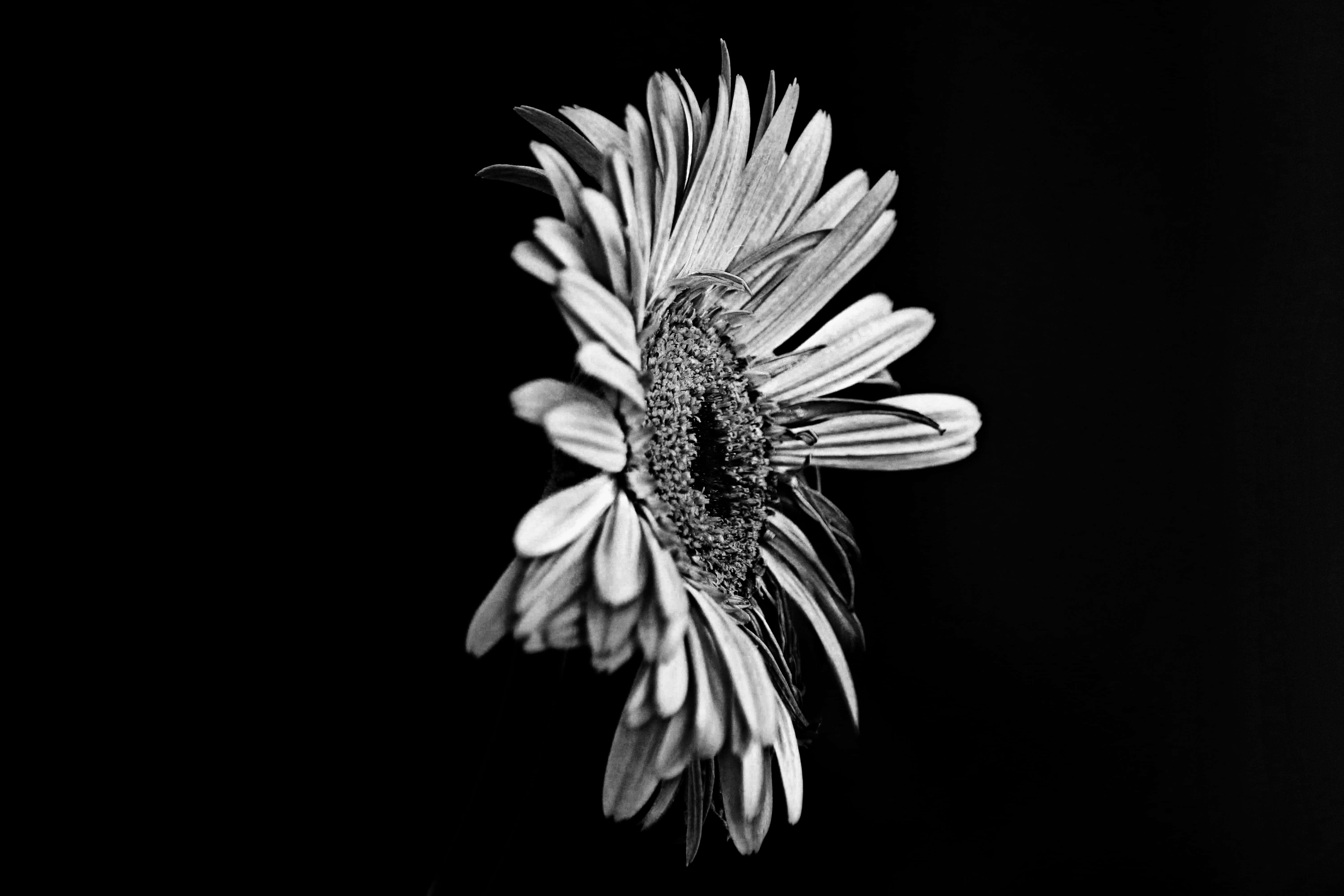 Black And White Flower 桌布 壁紙 — 一朵雛菊的單色特寫，花瓣精緻，襯托在純黑背景上。