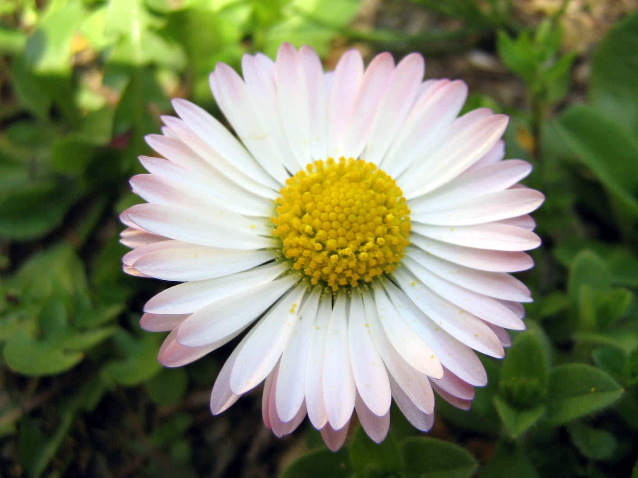 Daisy 桌布 壁紙 — 一朵雛菊的特寫，白色花瓣尖端呈粉紅色，明亮的黃色中心在綠葉中綻放。