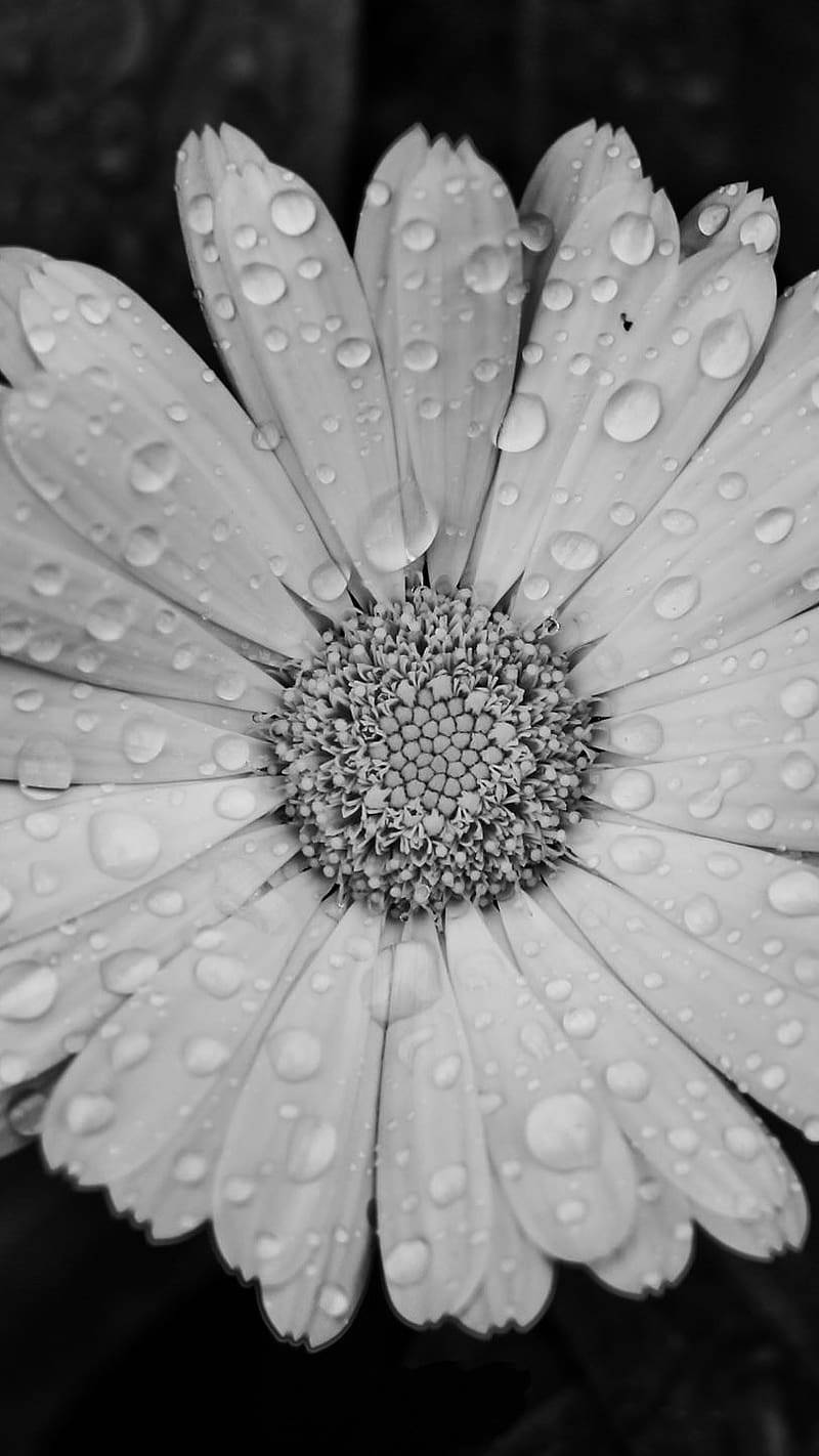 Daisy 桌布 壁紙 — 一朵雛菊的黑白特寫，花瓣上帶有閃閃發光的水珠，背景為深色模糊。