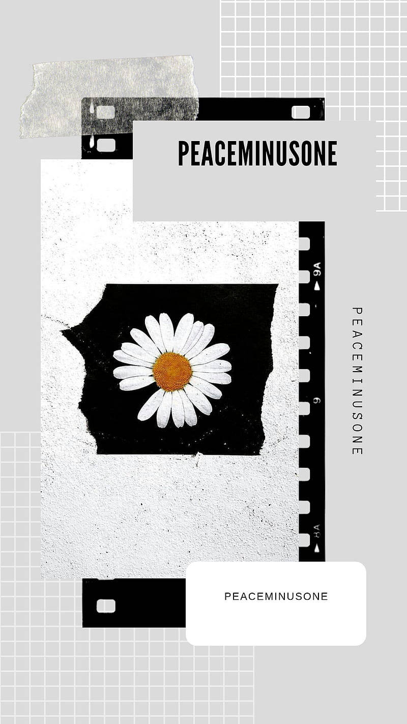 peaceminusone 桌布 壁紙 — 一朵雛菊花位於黑色膠卷條框中央，背景為有紋理的白色和灰色網格，帶有重複文字。