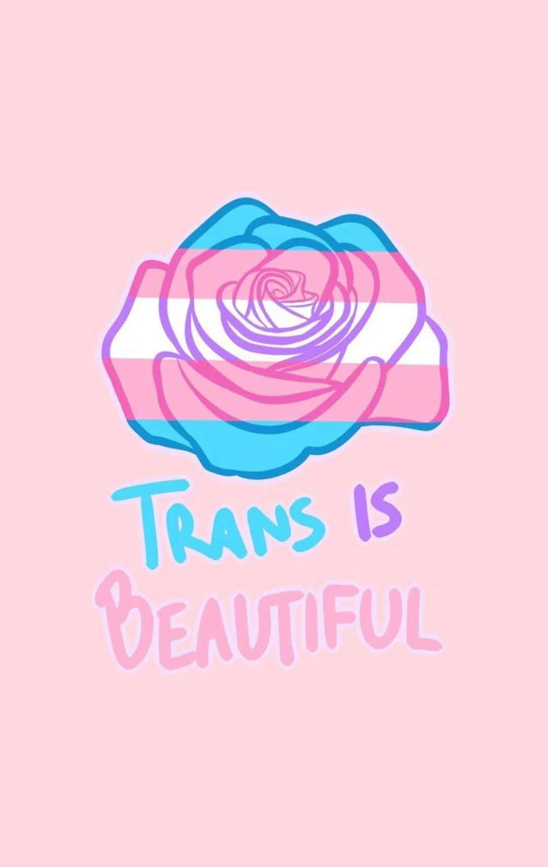 transgender 桌布 壁紙 — 一朵風格化的玫瑰帶有跨性別旗幟條紋，在柔和的粉紅色背景上綻放，並帶有粉彩色的文字「TRANS IS BEAUTIFUL」。