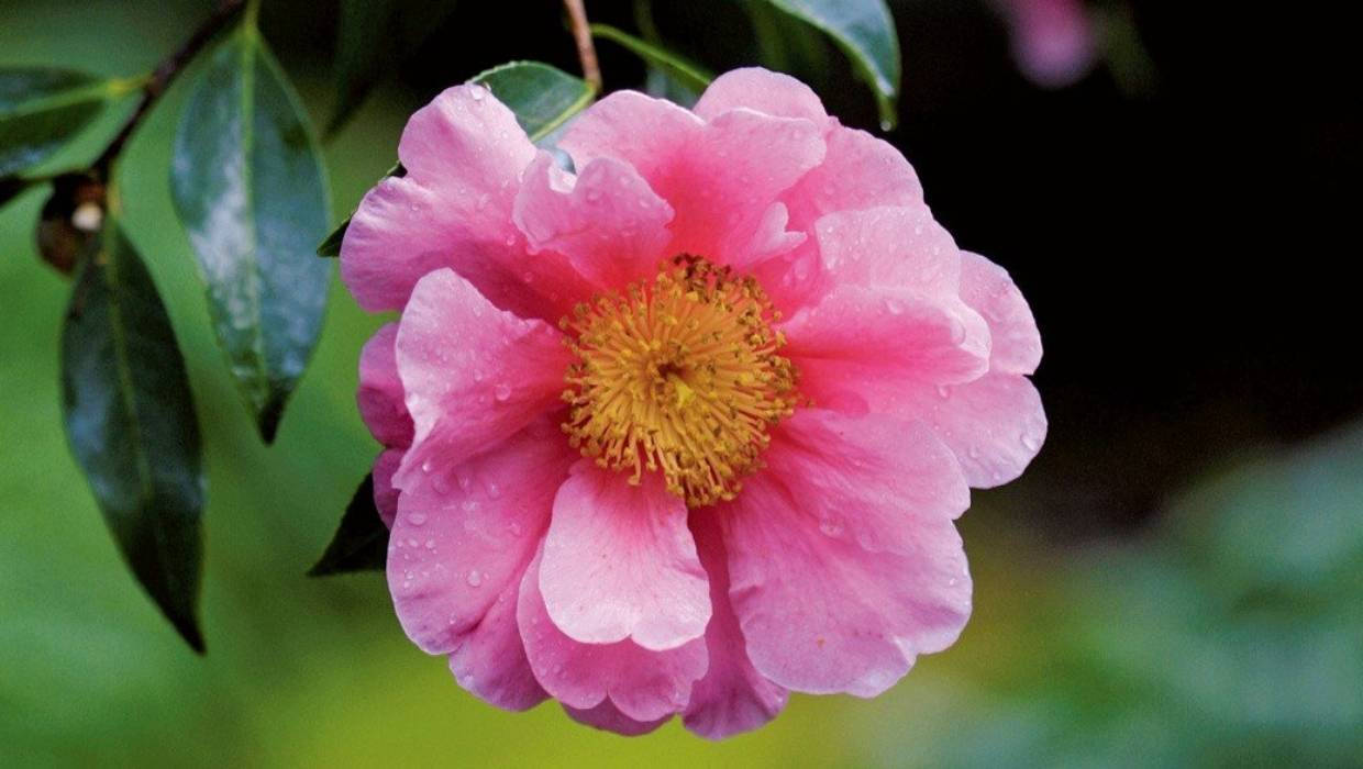 Camellia 桌布 壁紙 — 一朵鮮粉紅色的山茶花帶有露珠，在柔和的綠色模糊背景上閃閃發光。