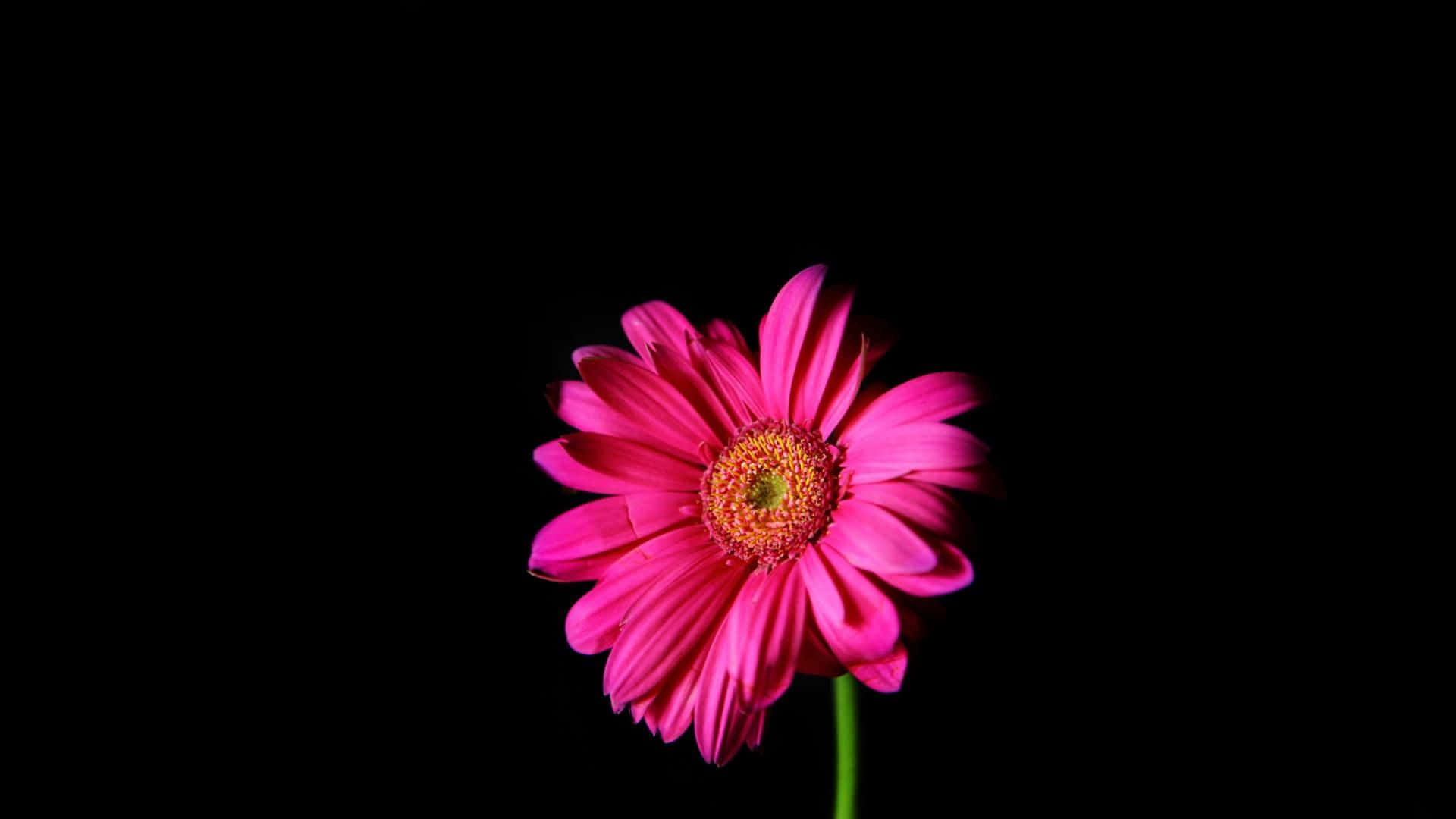 花 桌布 壁紙 — 一朵鮮粉紅色非洲菊雛菊，金色花心，在純黑背景下盛開。